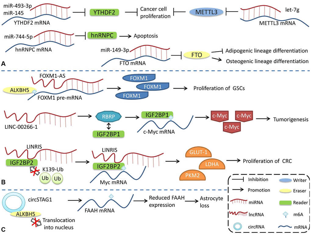 Regulation of m6A modifications by ncRNAs. ncRNAs can influence m6A modification by interacting with or regulating m6A regulatory proteins. (A) miRNA regulates the expression of m6A regulatory proteins. (B) lncRNA affects m6A modification. (C) circRNA interacts with m6A regulatory proteins to regulate m6A modification.