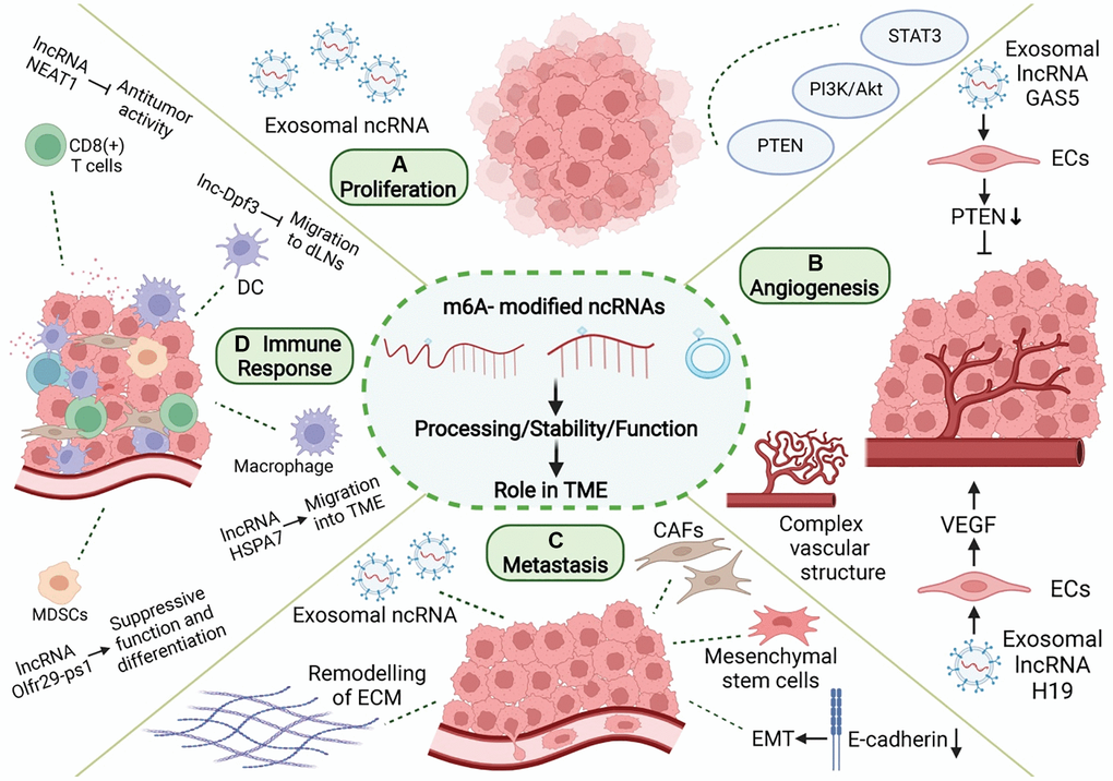 Role of m6A modification and ncRNAs in TME. In TME, m6A-related ncRNAs are involved in the regulation of proliferation, angiogenesis, invasion and metastasis, and immune escape in tumor. (A) m6A-related ncRNAs can affect tumor proliferation by regulating proliferation-related genes and signaling pathways, and can be transmitted in TME through exosomes. (B) m6A-related ncRNAs regulate tumor angiogenesis by regulating pro-angiogenic molecules, such as VEGF, and are involved in angiogenesis patterns of large vessels and complex vascular structures. (C) Tumor metastasis is related to EMT in tumor cells and the dissolution and remodeling of ECM. m6A-associated ncRNAs can also be delivered through exosomes, while regulating stromal cells in TME to promote metastasis. (D) m6A-related ncRNAs are involved in the recruitment, differentiation, and functional expression of immune cells in TME, and they promote the immune escape of tumor cells.