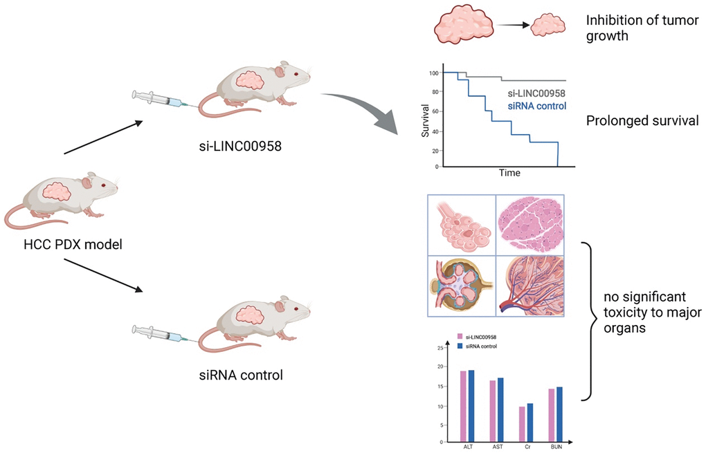 Schematic diagram of a patient-derived xenograft mouse model of liver cancer treated with si-LINC00958. A drug system loaded with si-LINC00958 effectively inhibited tumor growth in the PDX mouse model and significantly prolonged the overall survival of the mice. The systemic toxicity of the drug was evaluated using hematoxylin and eosin staining and blood indexes, and there was no evident toxicity to the liver, kidney, lung, spleen, and heart.