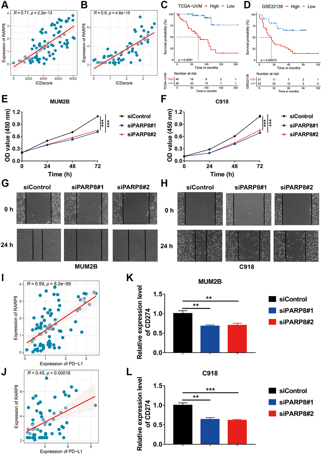 Role of PARP8 in uveal melanoma cells. (A, B) The expression level of PARP8 was positively correlated with the ICDscore in patients from TCGA-UVM (A) and GSE22138 (B) cohorts. (C, D) Kaplan-Meier analysis showed that patients with high PARP8 expression had a longer OS in TCGA-UVM (C) and GSE22138 (D) cohorts. (E, F) CCK-8 assay showed that PARP8 knockdown in MUB2B or C918 cell inhibited cell proliferation. (G, H) CCK-8 assay showed that PARP8 knockout in MUB2B and C918 inhibited cell proliferation. (I, J) In TCGA-UVM and GSEGSE22138 cohorts, PARP8 was positively correlated with CD274 expression. (K, L) qPCR assay showed that PARP8 knockout in MUB2B and C918 could inhibit CD274 expression. Abbreviation: Ns: not significant. *p **p ***p 