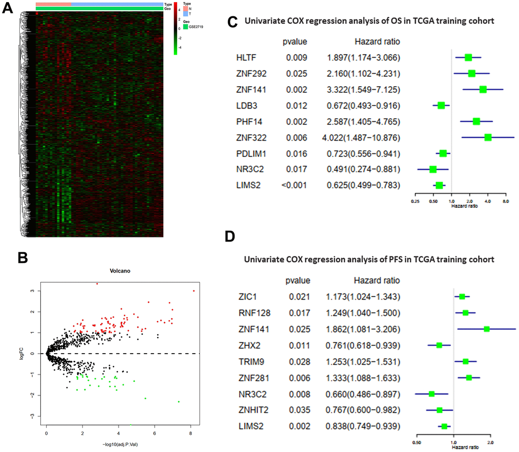 Differentially expressed ZNFs and univariate Cox regression analysis. Heatmap (A) and volcano plot (B) of 1,555 ZNFs in normal and STS tissues from GSE2719. Univariate Cox regression analysis of OS (C) and PFS (D) in TCGA training cohort.