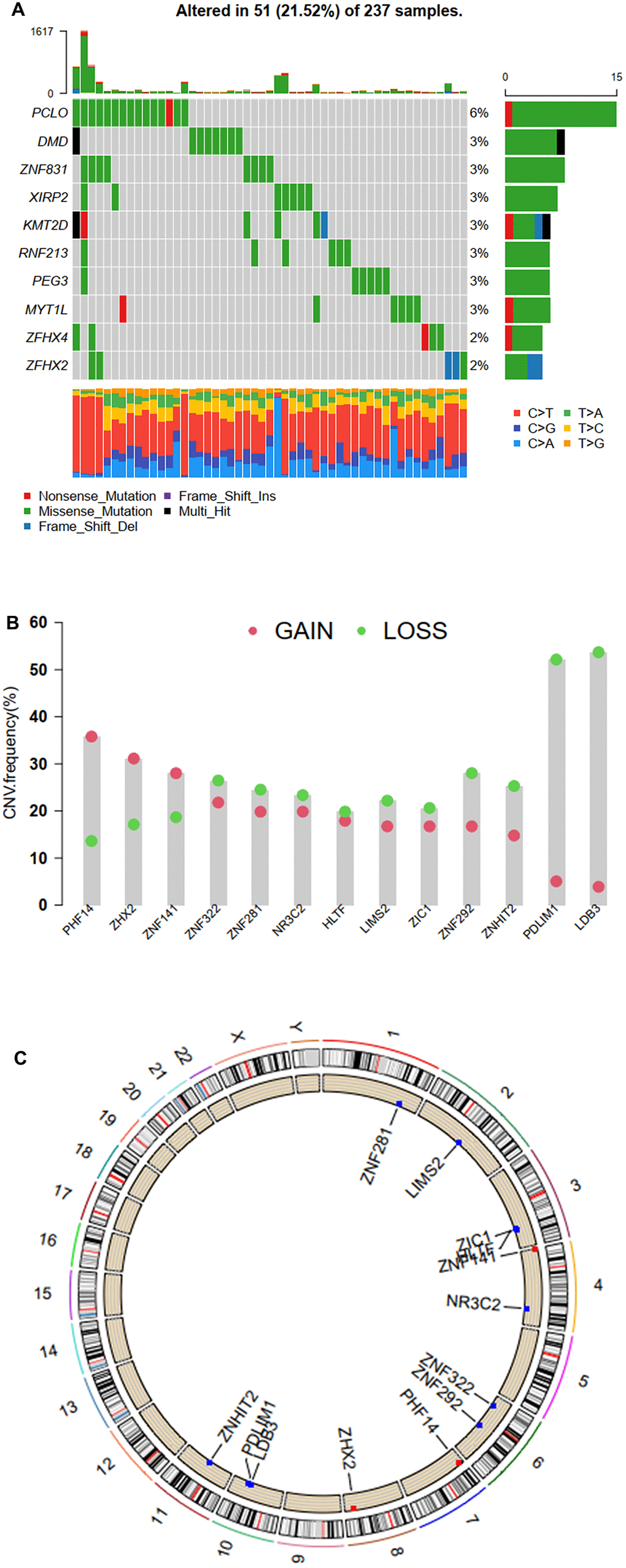 Mutation and CNV frequency of ZNFs. (A) The mutation frequency of ZNFs in 237 patients with STS from TCGA cohort. (B) The CNV frequency of ZNFs in TCGA cohort. (C) The location of CNV alterations of ZNFs on chromosomes using TCGA cohort.