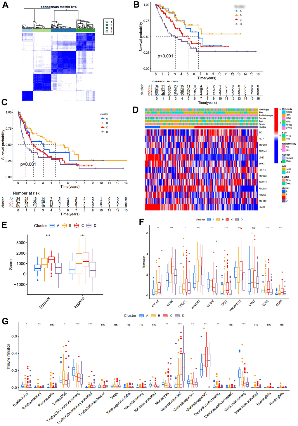 Molecular subtypes and immune infiltration. (A) Consensus matrices of TCGA cohort for k=4. OS (B) and PFS (C) for the four clusters in TCGA cohort. (D) Expression heatmap of ZNF prognosis-related genes in four subtypes. (E) Immune and stromal scores of four subtypes from the ESTIMATE algorithm. (F) The differences of immune checkpoint genes in four subtypes. (G) TIICs of four subtypes.
