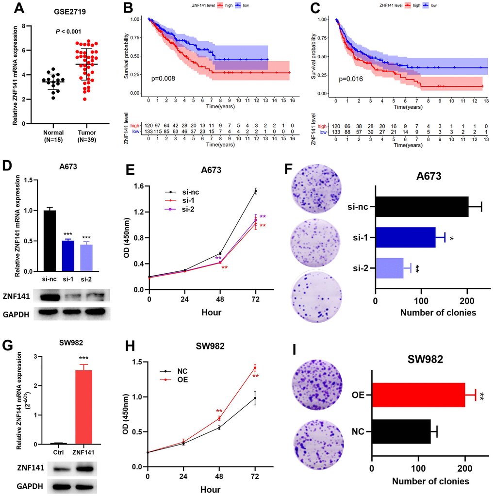 ZNF141 promotes the proliferation and viability of STS cells. (A) ZNF141 expression in normal tissues and STS tissues (GSE2719). The OS (B) and RFS (C) analysis of ZNF141 expression in TCGA cohort. (D) ZNF141 knockdown A673 cells were constructed and confirmed by RT-PCR and Western blotting. (E) The proliferation ability of A673 cells with ZNF141 (si-nc, si-1 or si-2) via CCK8 assays. (F) Plate clone formation assays of A673 cells with ZNF141 (si-nc, si-1 or si-2). (G) ZNF141 overexpression SW982 cells were constructed and confirmed by RT-PCR and Western blotting. (H) The proliferation ability of SW982 cells with ZNF141 overexpression or control plasmid via CCK8 assays. (I) Plate clone formation assays SW982 cells with ZNF141 overexpression or control plasmid.