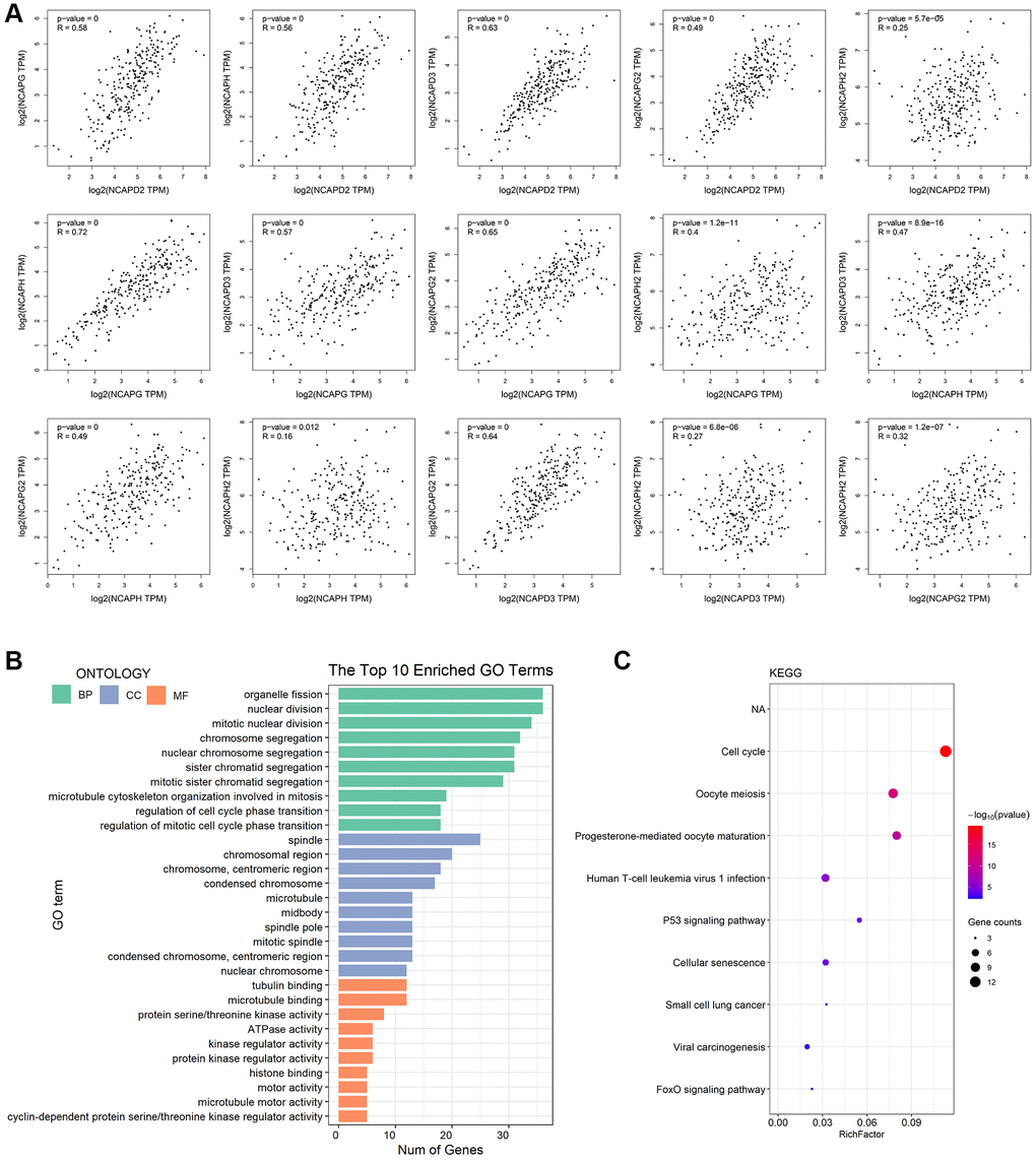 Co-expressed analysis, GO analysis, and functional enrichment analysis of NCAP and their interacting genes. (A) Correlation between NCAP genes in sarcoma. (B) GO analysis was based on three aspects. Abbreviations: BP: biological processes; CC: cellular components; MF: molecular function. (C) KEGG pathway related to NCAP genes and their interacting genes in sarcoma.