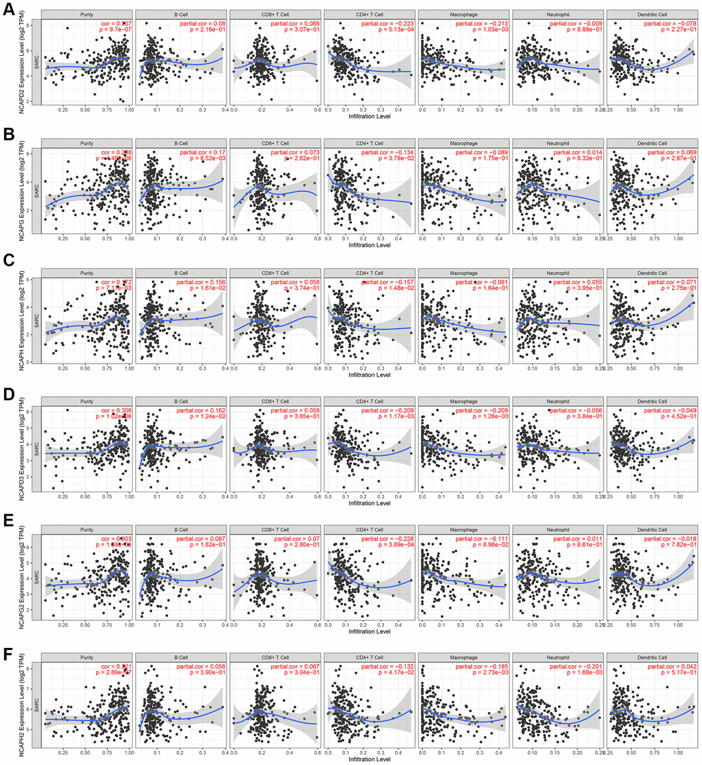 Analysis of immune infiltration. Relationship of differentially expressed (A–F) NCAPD2, NCAPG, NCAPH, NCAPD3, NCAPG2, and NCAPH2 with immune cell infiltration. The immune cells we analyzed included B cells, CD8+ T cells, CD4+ T cells, macrophages, neutrophils, and dendritic cells.