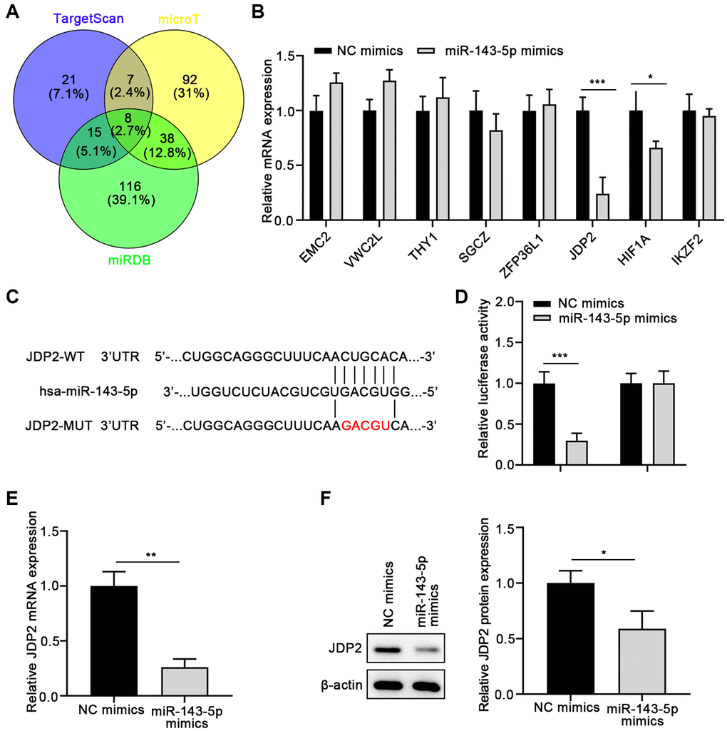 JDP2 is a direct target of miR-143-5p in ARPE-19 cells. (A) The underlying targets of miR-143-5p predicted using TargetScan, microT, and miRDB online tools followed by Venn analysis. (B) The qPCR assay showed that JDP2 mRNA expression was most significantly decreased in ARPE-19 cells after transfection of miR-143-5p mimics, compared with NC. (C) Diagrams showing the putative binding sites of miR-143-5p and the corresponding wild-type and mutant sites of JDP2 mRNA 3′ untranslated region (UTR). (D) miR-143-5p markedly suppressed the luciferase activity that carried the wild-type (WT) but not the mutant (MUT) 3′ UTR of JDP2. (E) The relative mRNA of JDP2 markedly decreased in ARPE-19 cells after transfection with miR-143-5p mimics (n = 3 for each group). (F) Relative JDP2 protein expression significantly in ARPE-19 cells after transfection with miR-143-5p mimics (n = 3 for each group). *P **P ***P 