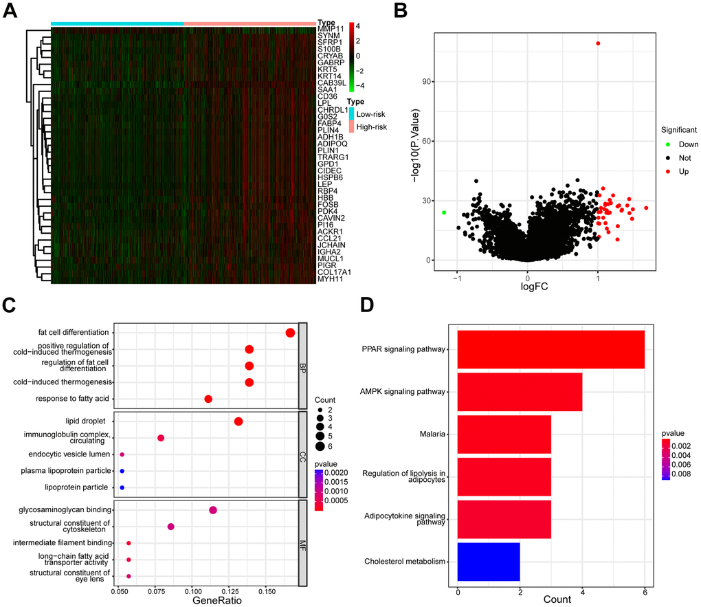 Different gene expression profiles and functional analysis of low- and high-risk groups. (A) The heatmap of the expression differences in low- and high-risk groups. (B) The volcanic map depicted dysregulated genes between low- and high-risk groups. (C) The enrichment map illustrated GO annotation analysis of DEGs between low- and high-risk groups. (D) The enrichment map illustrated the KEGG pathway analysis of DEGs between low- and high-risk groups.