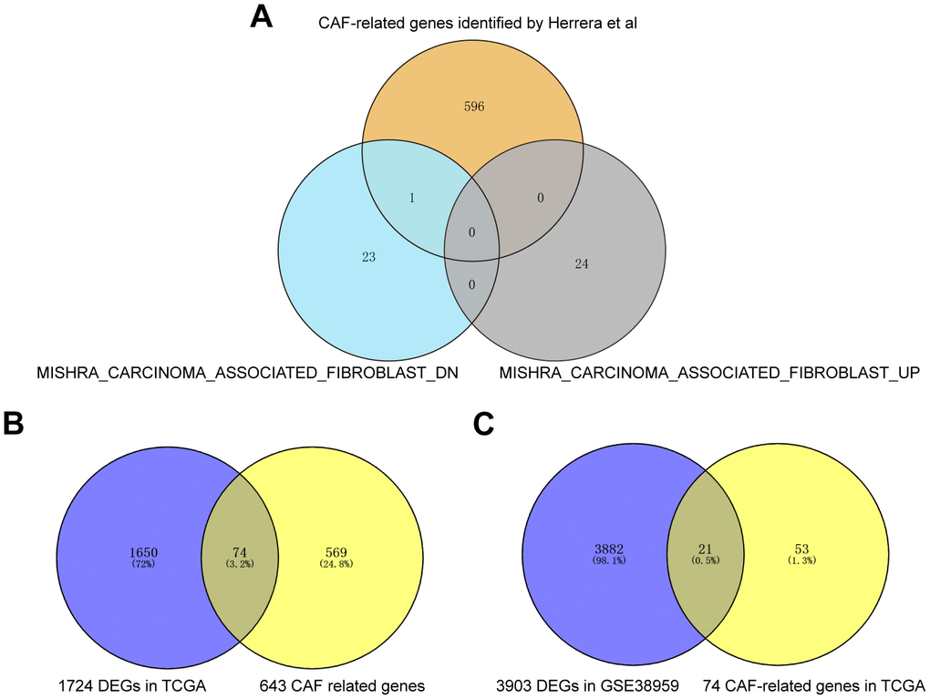 Acquisition of BCCGs in BC. (A) Three CAF gene sets were collected to obtain a comprehensive pool of CAF-associated genes. (B) CAF-related gens overlapped with DEGs in TCGA to obtain BCCGs. (C) BCCGs were further validated in GSE38959.