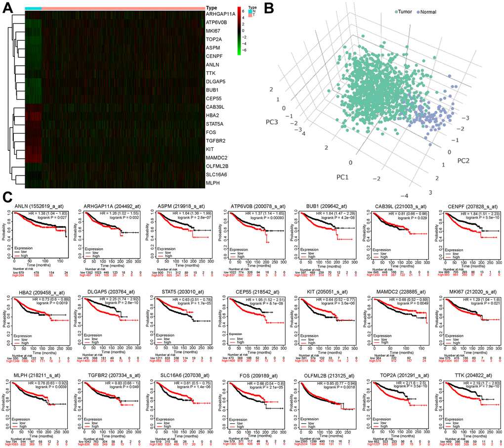 Survival analysis of 21 BCCGs in BC. (A) Heatmap displayed different expression patterns of the 21 BCCGs in the BC and control groups. (B) PCA analysis based on the 21 BCCGs could distinctly divide the BC group and control group. (C) K-M survival analysis of the 21 BCCGs in BC patients.