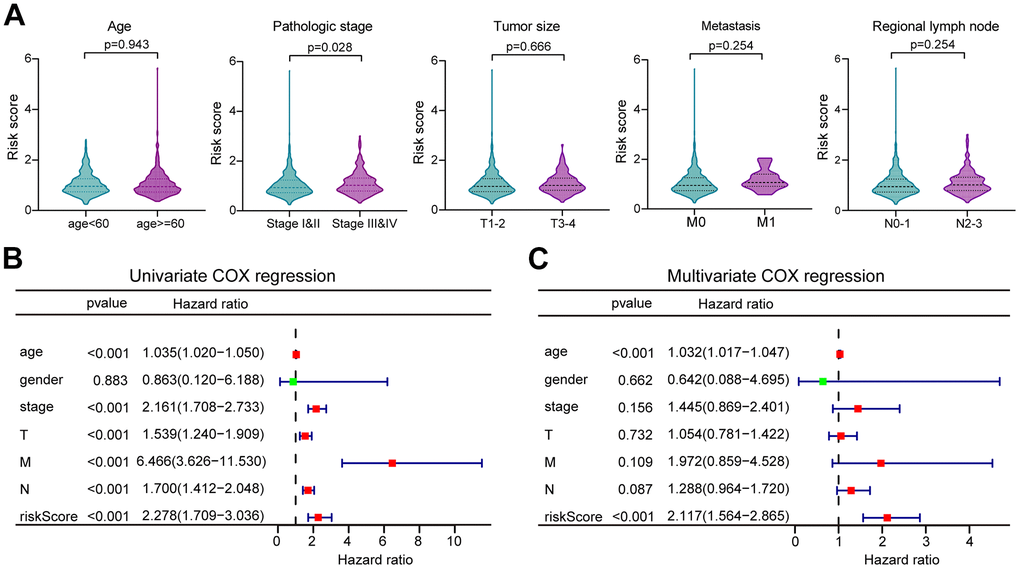 The correlation of clinicopathological characteristics with risk score. (A) The risk score distribution between BC patients with different clinicopathological features. (B) Univariate Cox regression analysis of risk scores and other clinical features in forest plots. (C) Multivariate Cox regression analysis of risk scores and other clinical features in forest plots.