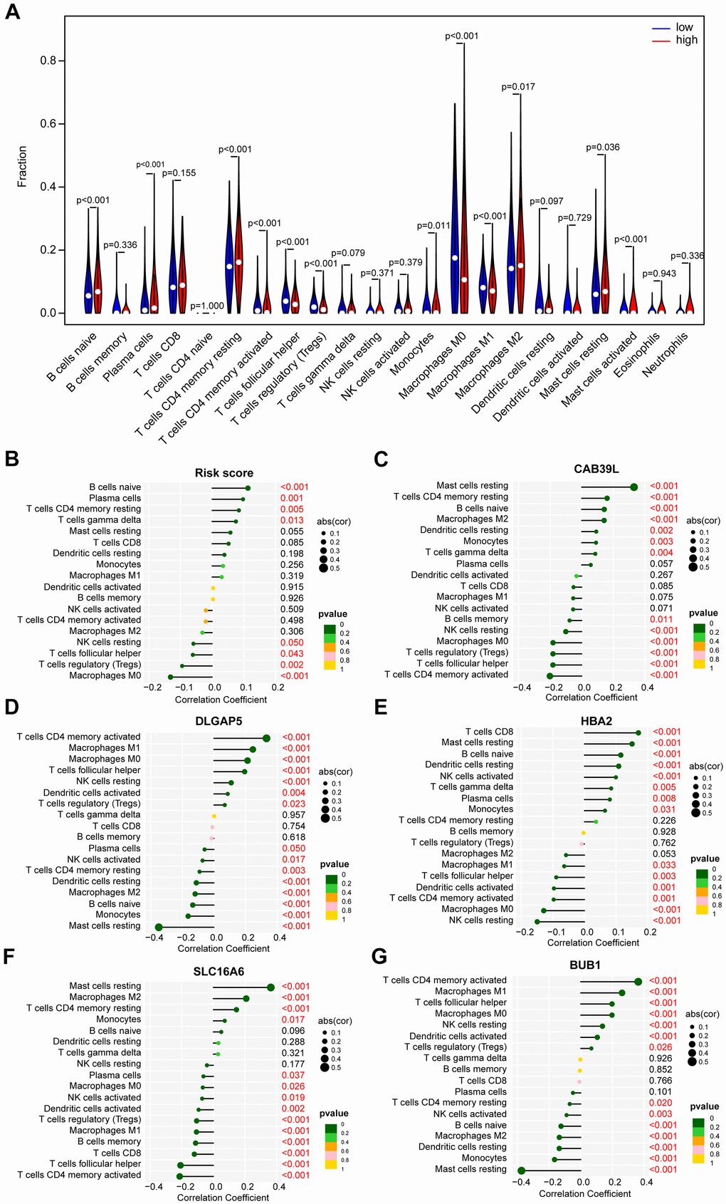 The distinct immune infiltration features of TME between low- and high-risk groups. (A) Distribution of the relative abundance of immune cells in different risk groups. (B) Correlation analysis of immune infiltrating cells and risk scores. (C) Correlation analysis of immune infiltrating cells and CAB39L. (D) Correlation analysis of immune infiltrating cells and DLGAP5. (E) Correlation analysis of immune infiltrating cells and HBA2. (F) Correlation analysis of immune infiltrating cells and SLC16A6. (G) Correlation analysis of immune infiltrating cells and BUB1.