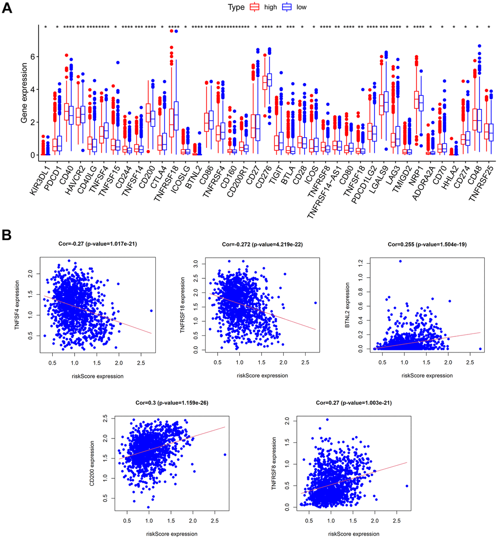 Prediction of immunotherapy response. (A) The expression of immune checkpoints in low- and high-risk groups. (B) The relationship between risk score and the expression of some immune checkpoints.