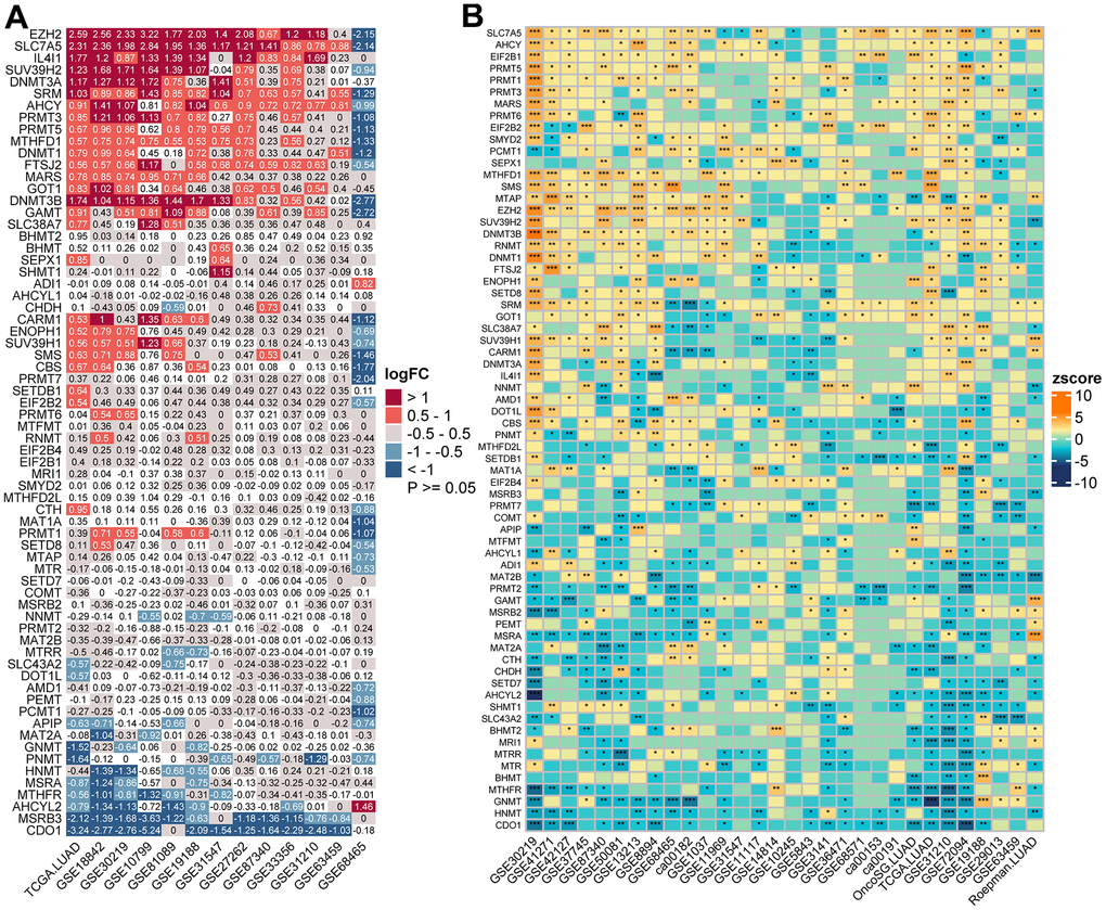 Transcriptome-based expressional alterations and prognostic impacts of MRGs across multiple LUAD datasets. (A) Heatmap showing the difference of mRNA expression levels of 68 MRGs between normal and LUAD samples in 13 datasets with matched controls. The color depicts the log2-transformed fold change (Log2FC) between tumor and normal tissues. Please also refer to Supplementary Table 2. (B) Association between MRGs expression and patient prognosis across 30 LUAD datasets with survival information as determined by the Log-rank test. The color represents Zscore-transformed hazard ratio (HR) and asterisks represent the statistical p value (*p Supplementary Table 3.