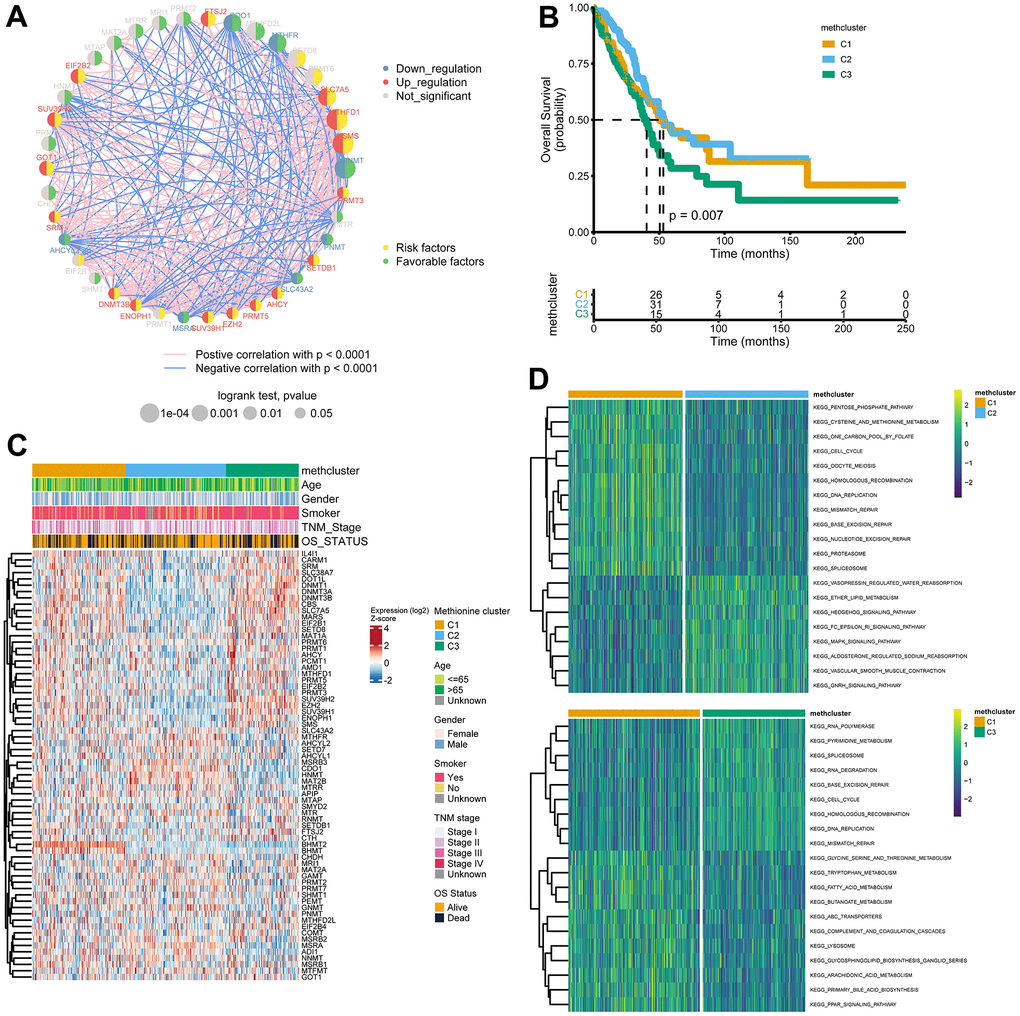 Patterns of methionine modification and biological characteristics of each pattern. (A) The interaction between key MRGs (Log-rank p-value B) Survival analysis for the three MRG modification patterns based on 517 patients from the TCGA LUAD cohort. (C) Heatmap showing association between the expression of 68 MRGs and clinical characteristics in the TCGA LUAD cohort. The MethClusters, age, gender, smoking status, TNM stage, and survival status were used as patient annotations. (D) GSVA enrichment analysis showing the activation states of biological pathways in distinct MRG patterns. The comparison of C1 vs C2 and C1 vs C3 was shown.