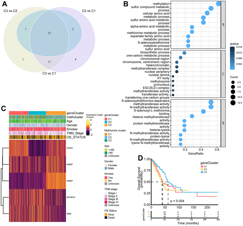 Construction of MRG gene signatures and functional annotation. (A) Venn diagram showing 23 MRG-related differentially expressed genes (DEGs) among three MRG-clusters. Vs means that the gene expression profiles from one cluster was compared to another cluster. (B) Functional annotation for MRG-related genes using GO enrichment analysis. The color depth of the bubbles represents the q value and the size of the bubbles represents the count of genes enriched. (C) Heatmap showing association between the expression of core DEGs and clinical characteristics in the TCGA LUAD cohort. The gene clusters, MethClusters, age, gender, smoking status, TNM stage, and survival status were used as patient annotations. (D) Survival analysis for the three gene clusters based on 517 patients from the TCGA LUAD cohort.