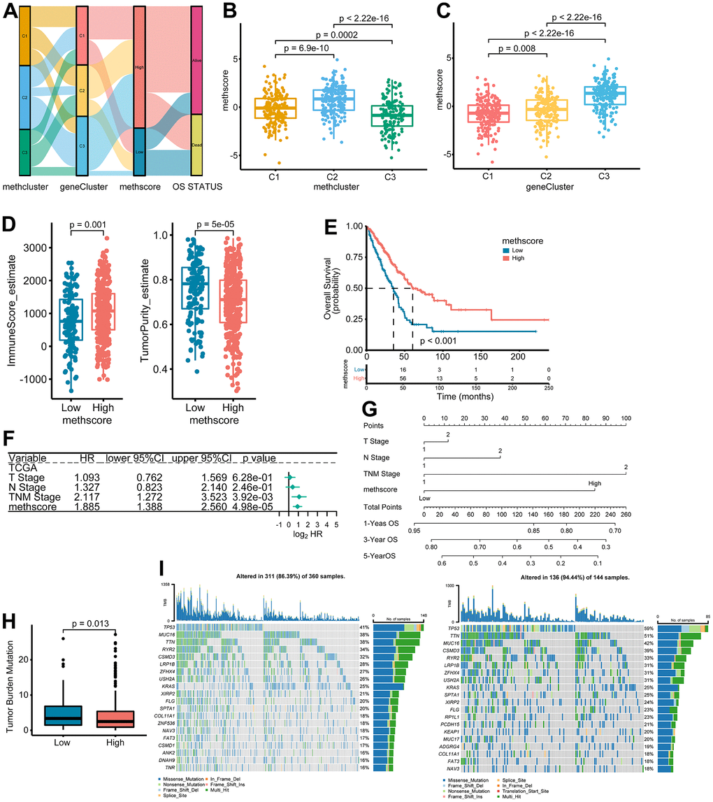 The association between MethScore with clinical, immunological, and genomic features. (A) Sankey diagram showing the links between MRG cluster, MRG-gene cluster, MethScore, and survival status. (B, C) Distribution of MethScore in the different MRG clusters (B) and gene clusters (C). (D) Box plots showing the difference of immune score and tumor purity in groups with high or low MethScore. The TME score was evaluated using the ESTIMATE algorithm. (E) Kaplan-Meier curves for high and low MethScore patient groups in TCGA LUAD cohort. (F) Multivariate analysis of MethScore for OS in the TCGA LUAD cohort. Only variables with p ≤ 0.20 in the univariate analysis were retained. Please see Supplementary Table 5 for the full list of variables. (G) Nomogram for predicting 1-, 3-, and 5-year OS for LUAD patients in TCGA cohort. (H) Relative distribution of tumor mutation burden (TMB) in patients with high and low MethScore. (I) The difference in mutational profiles in TCGA LUAD stratified by high (left panel) versus low MethScore (right panel) subgroups. The top 20 frequently mutated genes were shown.