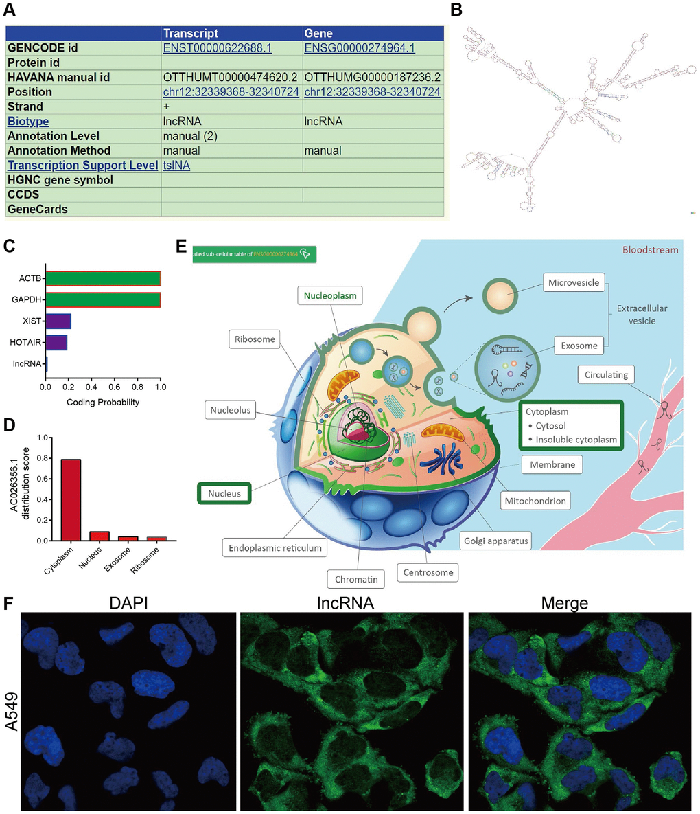 Gene characteristics analysis of AC026356.1. (A, B) The genetic characteristics and secondary structure of AC026356.1 by using the UCSC database (http://genome.ucsc.edu/). (C–E) Subcellular localization and coding ability analysis of AC026356.1 by the online database. (F) Subcellular localization of AC026356.1 by FISH assay.