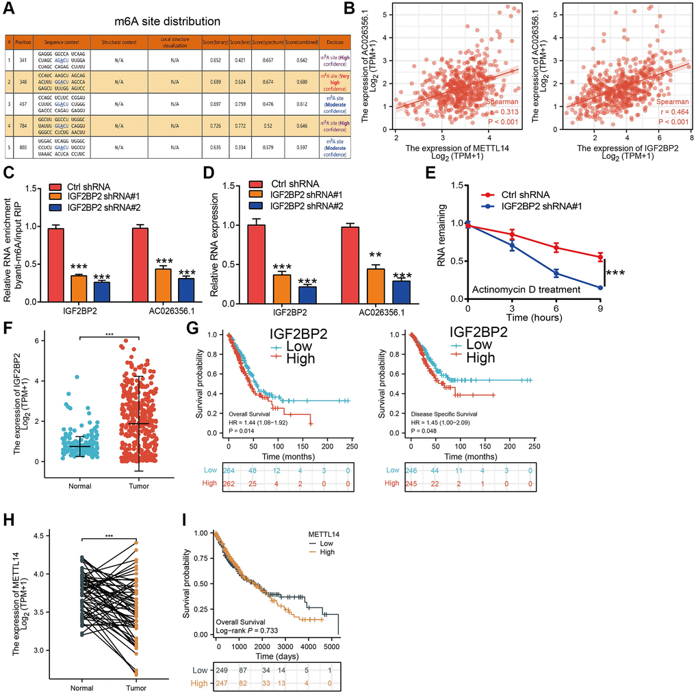 m6A-mediated upregulation of AC026356.1 in lung adenocarcinoma. (A) The RNA m6A methylation site distribution of AC026356.1. (B) Correlation with AC026356.1 expression and METTL14/IGF2BP2 in lung adenocarcinoma. (C) The m6A methylation level of AC026356.1 after depletion of IGF2BP2 in NSCLC cell lines was examined by qRT-PCR assay. (D) The expression of AC026356.1 after depletion of IGF2BP2 in NSCLC cell lines was examined by qRT-PCR assay. (E) IGF2BP2 knockdown in A549 cells significantly downregulated AC026356.1 RNA abundance. (F) IGF2BP2 level in lung cancer by TCGA. (G) Prognosis of IGF2BP2 in lung cancer examined by TCGA and GEO dataset. (H, I) Expressing and prognosis of METTL14 in lung cancer by TCGA. ***p 