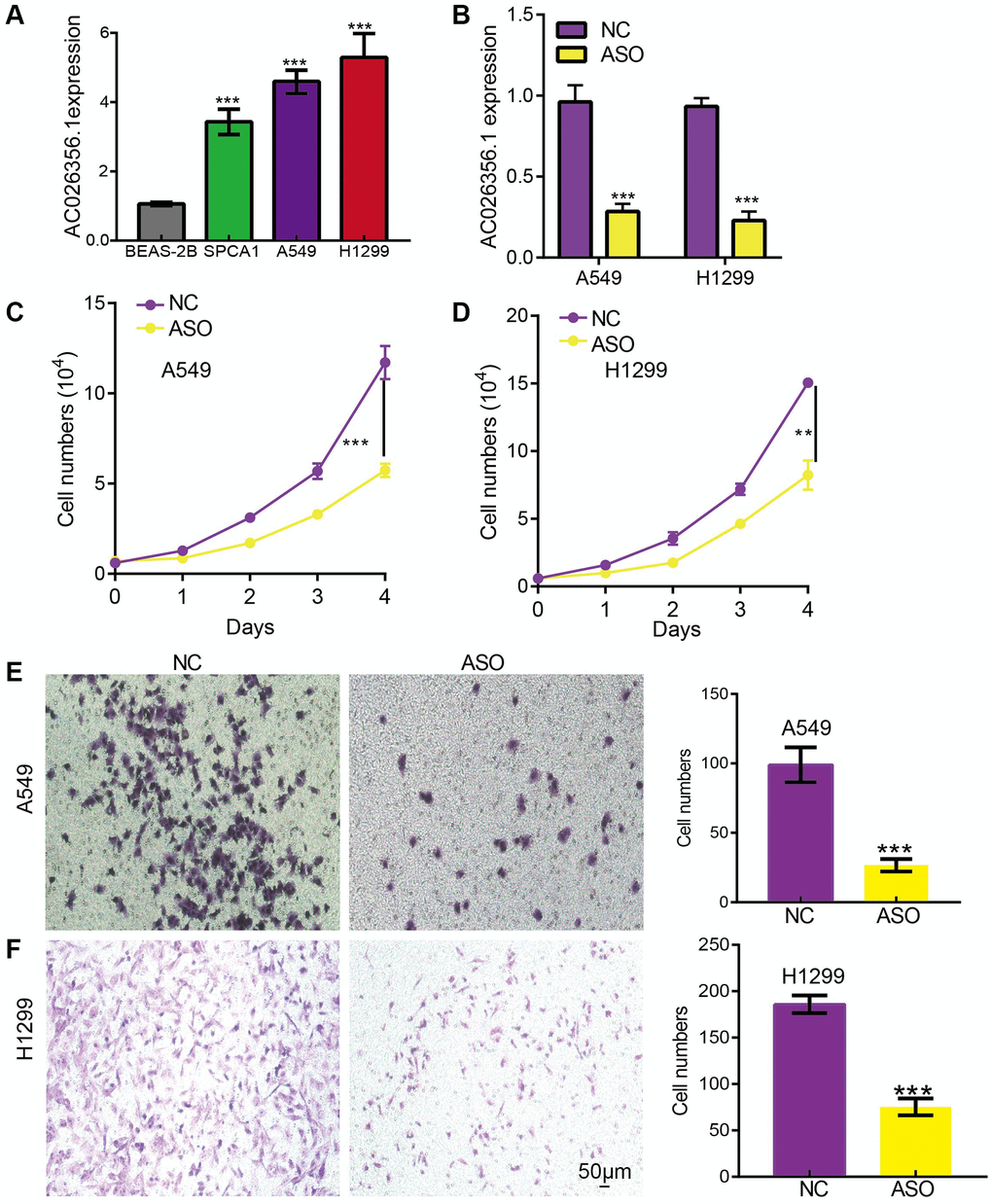 AC026356.1 promotes LUAD progression. (A) The expression of AC026356.1 in LUAD cell lines. (B) The knockdown efficiency was examined by qPCR assay. (C–F) Knockdown of AC026356.1 significantly inhibited LUAD cell growth and migration. **p ***p 