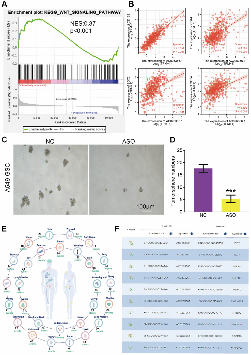 AC026356.1 is required for the self-renewal of cancer stem cell. (A) GSEA enrichment results show that AC026356.1 was involved in the Wnt signaling pathway. (B) Correlation between AC026356.1 and CD133, CD44, SOX2 and OCT4 in LUAD. (C, D) AC026356.1 knockdown repression significantly attenuated sphere formation of lung cancer cells. (E, F) The gene regulation by the lncRNA-miRNA-mRNA ceRNA network in the progression of LUAD. ***p 