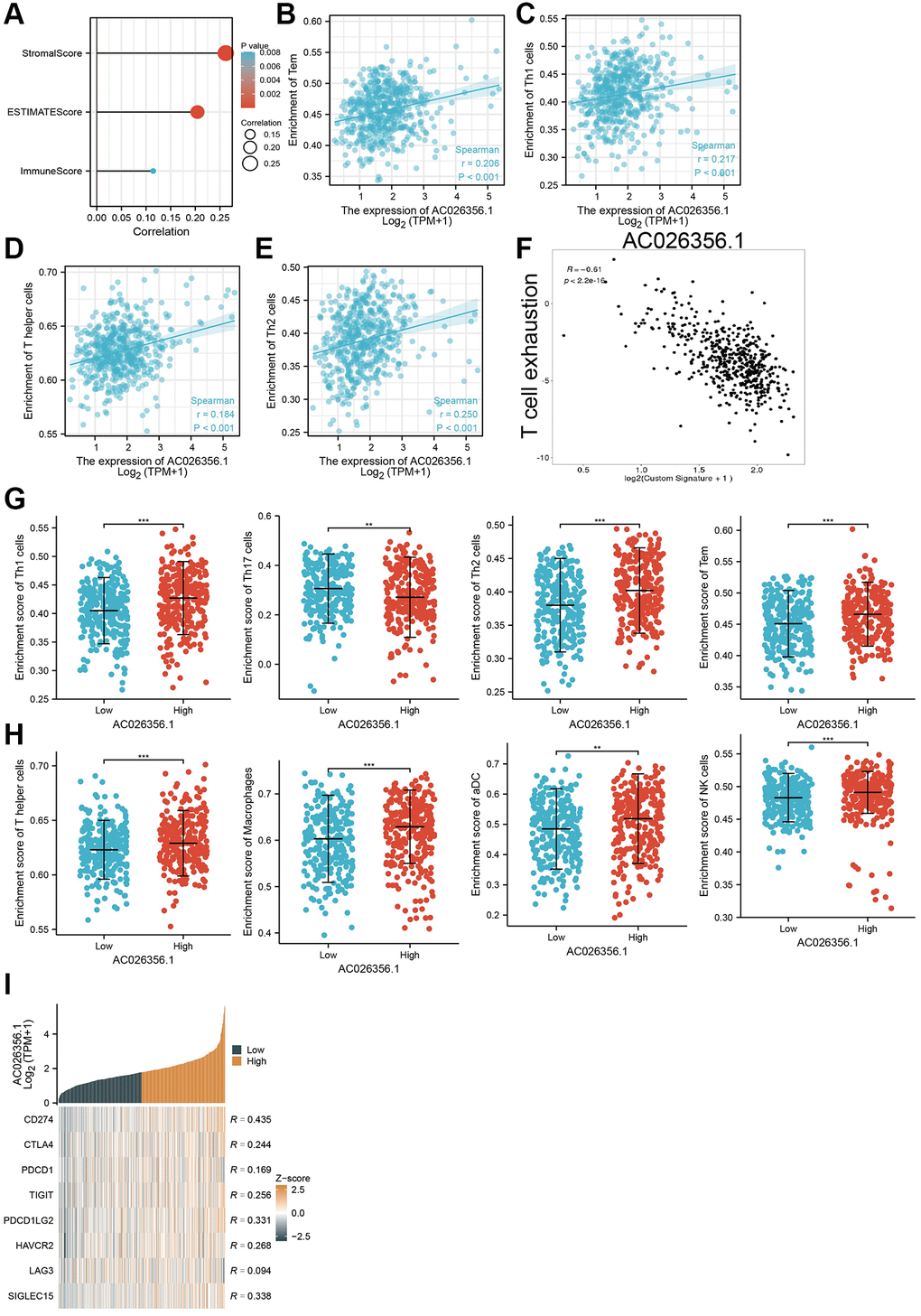 Correlation between AC026356.1 expression and immune infiltrates. (A) AC026356.1 expression was positively correlated with LUAD immune scores, stromal scores, and ESTIMATE scores. (B–E) Correlation between AC026356.1 expression and diverse immune infiltrates in LUAD. (F) Correlation between AC026356.1 expression and T cell exhaustion (G, H) The abundance of immune infiltrates of diverse immune cells based on the AC026356.1 high or low expression group. (I) Correlation between AC026356.1 expression and diverse immune checkpoint gene in LUAD. **p ***p 