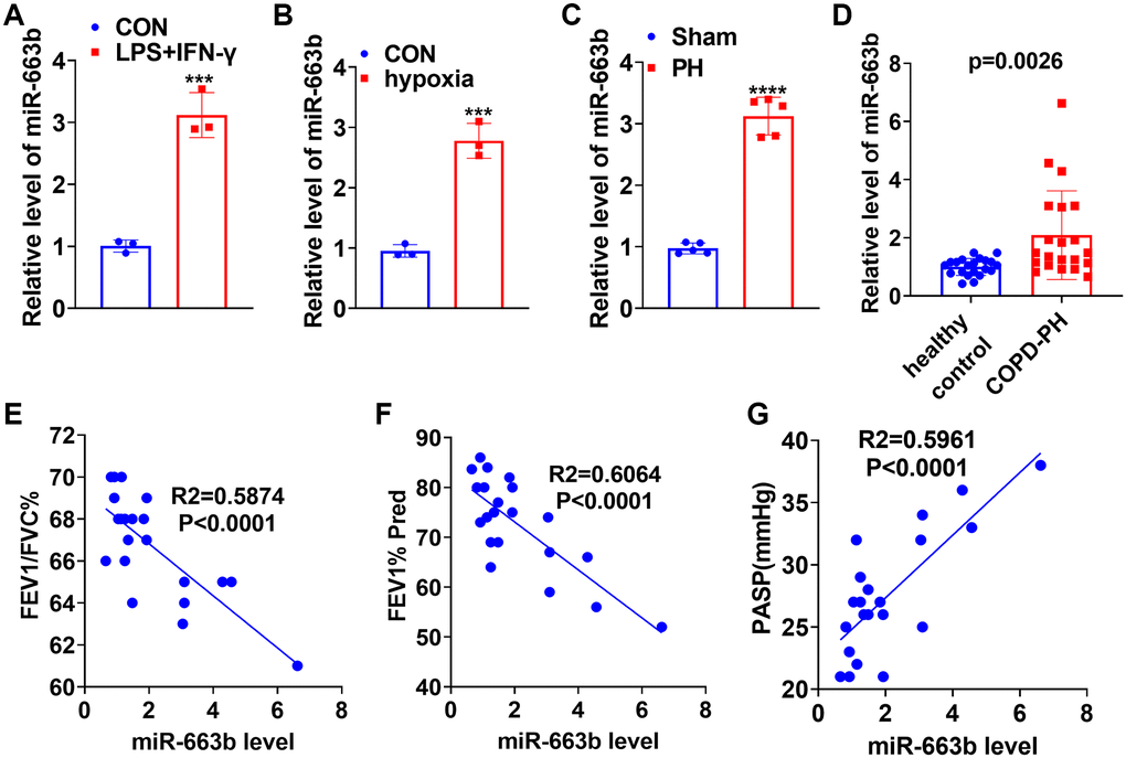 miR-663b presented a high expression in M1 macrophages as well as in the in-vivo and in-vitro pulmonary hypertension models. (A) LPS (10 μg/mL) plus IFN-γ (20 ng/ml) treated THP-1 cells for 24 hours to elicit macrophage M1 polarization. RT-PCR determined miR-663b expression in M1 macrophages. (B) Hypoxia-treated PASMCs in order to build an ex-vivo pulmonary hypertension model. RT-PCR confirmed miR-663b expression in PASMCs treated with hypoxia. N = 3. ***P C) A pulmonary hypertension rat model induced by hypoxia was constructed, with RT-PCR conducted to check miR-663b expression in the rat serum. (D) RT-PCR was conducted to detect miR-663b expression in the serum of COPD-PH patients (n = 22) and health controls (n = 22). (E–G). Pearson linear regression analysis was used for analyzing the associations of serum miR-663b level with FEFV1/FVC% (E), FEV1% Pred (F) and PASP (mmHg) (G). N = 5. ***P ****P 