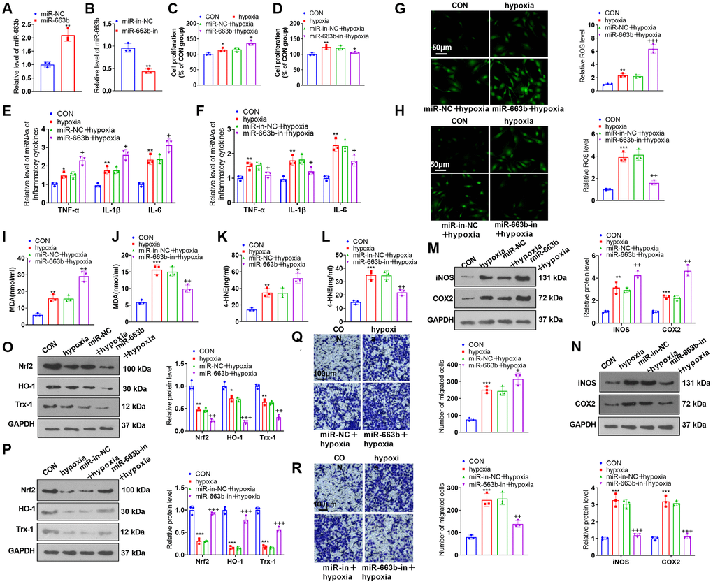 miR-663b overexpression facilitated PASMC damage induced by hypoxia. (A, B) PASMCs were transfected along with miR-NC, miR-663b mimics, miR-in, and miR-663b inhibitors, with RT-PCR implemented 48 hours later to confirm miR-663b expression in the transfected cells. Then, hypoxia was harnessed for 24-hour treatment of the transfected cells. (C, D) CCK8 assay was conducted for examining cell proliferation. (E, F) RT-PCR checked the levels of inflammatory cytokines TNF-α, IL-1β, and IL-6 in PASMCs. (G–L) Cell immunofluorescence and colorimetry determined the levels of ROS (G, H), MDA (I, J), and 4-HNE (K, L) in PASMCs. (M–P) Western blot was performed for assaying the profiles of inflammation-concerned proteins iNOS and COX2 and oxidative stress-correlated proteins Nrf2, HO-1 and Trx-1 in PASMCs. (Q, R) Transwell monitored PASMC migration. N = 3. *P **P ***P +P ++P +++P 