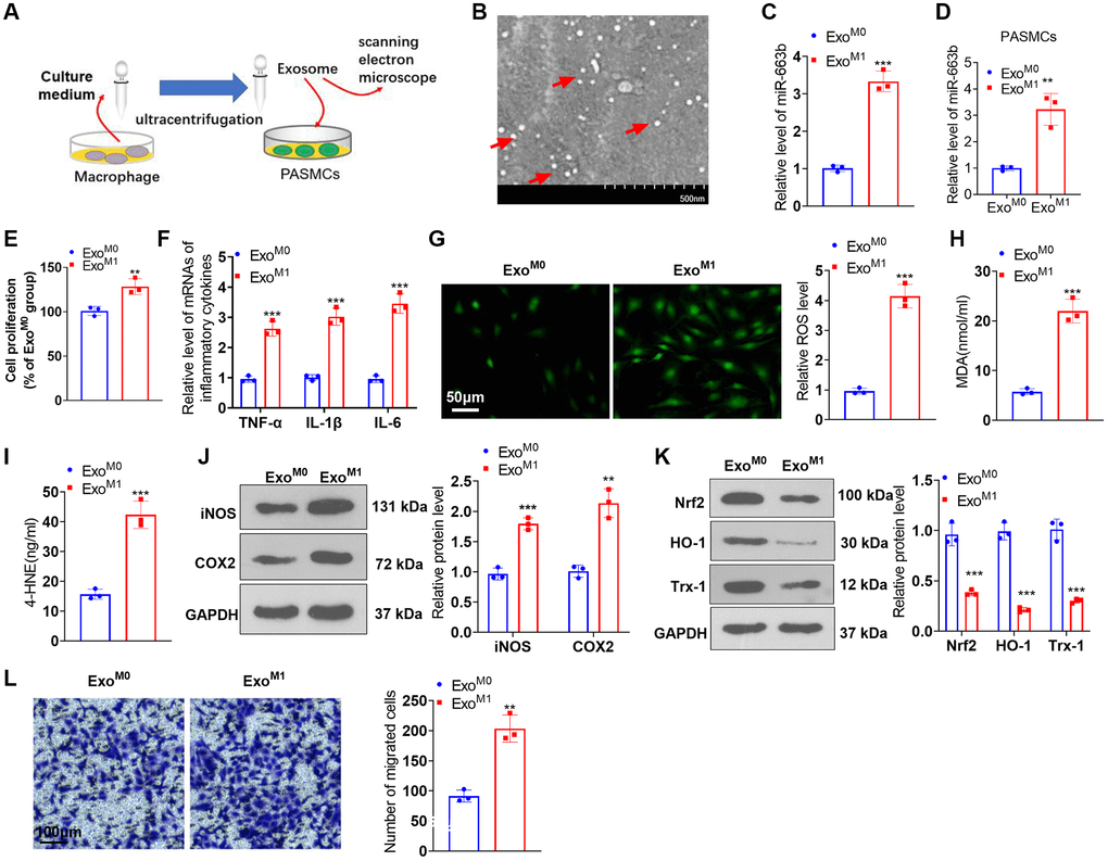 miR-663b presented a high level in M1 macrophage exosomes, and M1 macrophage exosomes elicited PASMC damage. (A) The exosomes of M0 and M1 macrophages were acquired through ultracentrifugation. (B) The isolated exosomes were identified by scanning electron microscope (SEM). Scale bar = 500 nm. (C) RT-PCR was carried out to check miR-663b expression in M0 and M1 macrophage exosomes. M1 macrophage exosomes were cultured together with PASMCs. (D) RT-PCR was carried out to check miR-663b expression in PASMCs. (E) CCK8 assay was conducted for examining PASMC proliferation. (F) RT-PCR checked the profiles of inflammatory factors in PASMCs. (G–I) Cell immunofluorescence and colorimetry determined the levels of ROS, MDA, and 4-HNE in PASMCs. (J, K) Western blot confirmed the profiles of inflammation-concerned proteins and oxidative stress-associated proteins in PASMCs. (L) Transwell measured PASMC migration. N = 3. *P **P ***P M0).