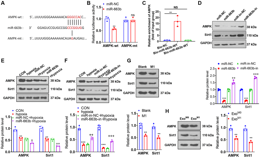 miR-663b targeted AMPK. (A, B) With the wild type (wt) and mutant type (mt) sequences of AMPK mRNA 3′-UTR built, dual luciferase activity assay was implemented to check the luciferase activity of 293T cells transfected along with miR-663b mimics, miR-NC, and wt or mt-AMPK 3′-UTR. (C) Verification of the relationship between miR-663b and AMPK by RNA pull-down assay. (D–H) Western blot confirmed the profile of the AMPK and Sirt1 in PASMCs. N = 3. ns P > 0.05, **P ***P M0); +P ++P +++P 