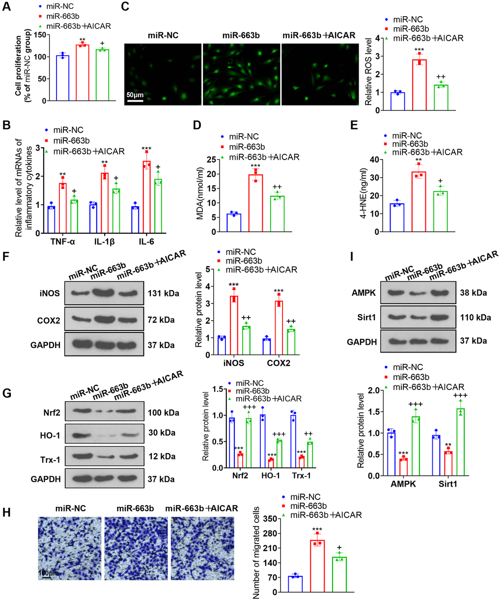 AMPK activation alleviated the effects of miR-663b overexpression on PASMCs. miR-663b mimics were transfected into PASMCs, with the AMPK activator AICAR applied for treatment. (A) CCK8 assay was conducted for examining cell proliferation. (B) RT-PCR measured TNF-α, IL-1β, and IL-6 profiles in PASMCs. (C) Cell immunofluorescence determined ROS levels in PASMCs. (D, E) Colorimetry confirmed MDA and 4-HNE contents in PASMCs. (F) Western blot verified iNOS and COX2 levels in PASMCs. (G) Western blot checked Nrf2, HO-1 and Trx-1 expressions in PASMCs. (H) Transwell monitored PASMC migration. (I) Western blot figured out the profiles of AMPK and Sirt1 in PASMCs. N = 3. **P ***P +P ++P +++P 