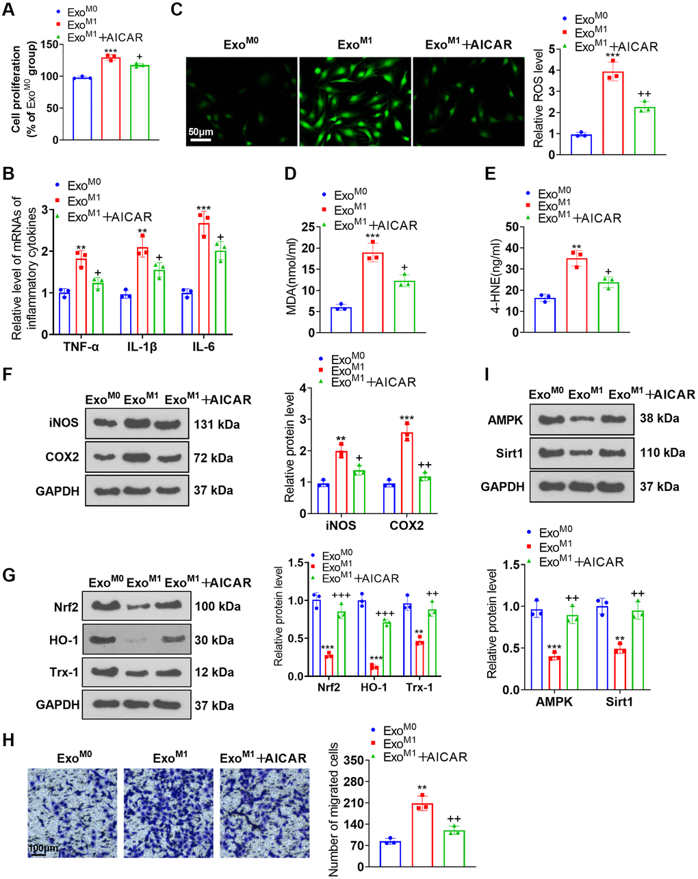 AMPK activation ameliorated the impacts of M1 macrophage exosomes on PASMCs. PASMCs were cultured together with M0 and M1 macrophage exosomes, with AICAR applied to the conditioned medium. (A) CCK8 assay was conducted for examining PASMC proliferation. (B) RT-PCR was taken for gauging TNF-α, IL-1β, and IL-6 expressions in PASMCs. (C–E) Cell immunofluorescence and colorimetry confirmed the levels of ROS, MDA, and 4-HNE in PASMCs. (F, G) Western blot was done for measuring iNOS, COX2, Nrf2, HO-1 and Trx-1 expressions in PASMCs. (H) Transwell examined PASMC migration. (I) Western blot verified the level of the AMPK/Sirt1 pathway in PASMCs. N = 3. **P ***P M0); +P ++P +++P M1).