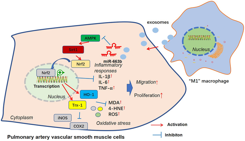 The mechanism sketch of exosomal miR-663b from “M1” macrophages in regulating PASMC dysfunction.