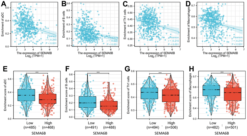 Correlation of enrichment of infiltrated immune cells and macrophage in tumor tissue and SEMA6B expression level in clinical samples of THCA patients. Immune cells investigated include aDC cells (A), B cells (B), Th1 cells (C) and macrophages (D). Differences of each infiltrated immune cells between THCA tumor sample groups with high / low SEMA6B expression level were subsequently compared (E–H).