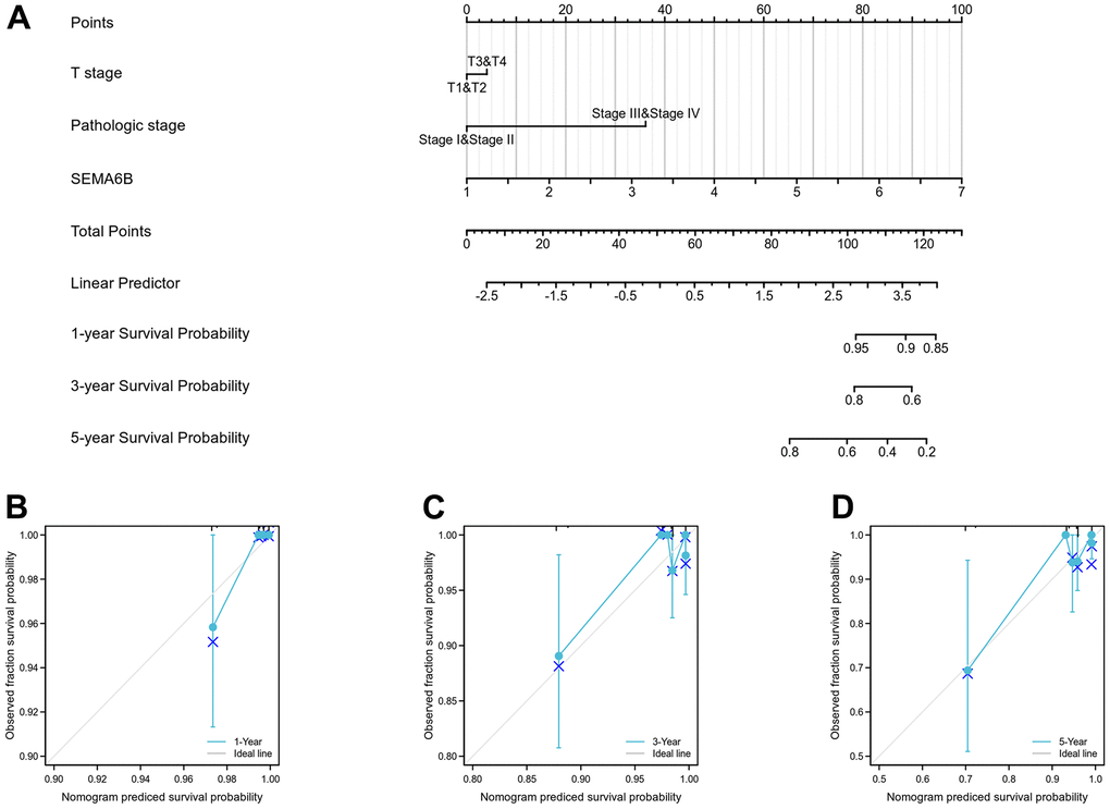 Nomogram curve for predicting probability of patients with 1, 3 and 5 year overall survival (OS). Clinical stage, pathologic stage, SEMA6B expression was analyzed to predict OS (A), 1-year OS in THCA population was predicated (B), 3-year OS in THCA population was predicated (C), 5-year OS in THCA population was predicated (D).