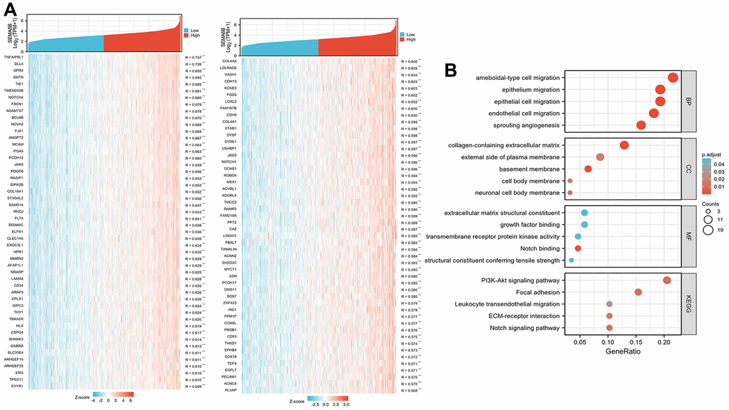 Differentially expressed gene profiling between group SEMA6B-high expression and group SEMA6B-low expression. Differentially expressed genes were ranked by correlation factor R (A), and the gene list was further clustered via GO/KEGG analysis (B).