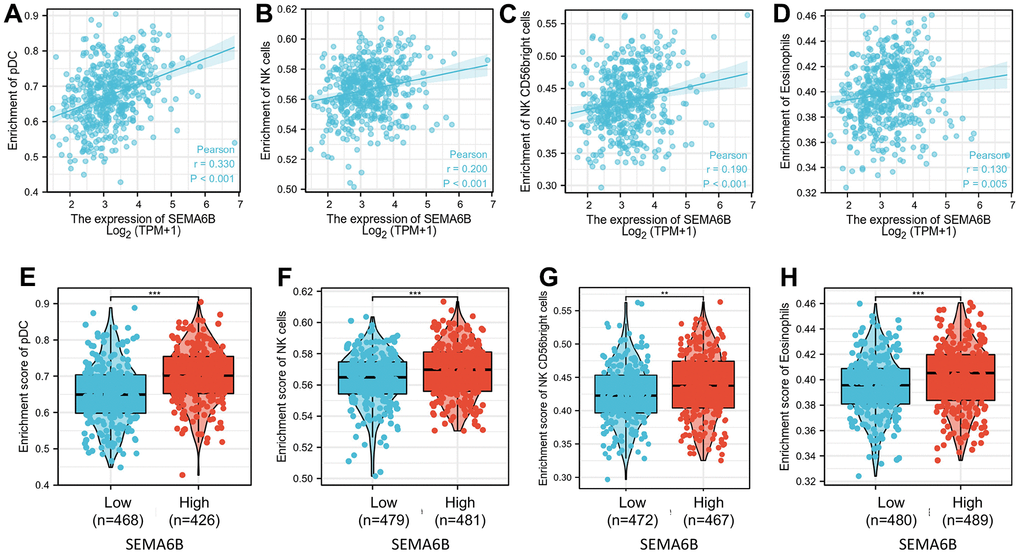 Correlation of enrichment of infiltrated immune and myeloid cell in tumor tissue and SEMA6B expression level in clinical samples of THCA patients. Innate immune cells investigated include DC cells (A), NK cells (B, C), and eosinophils (D), and percentage differences of each kind of the infiltrated cells between THCA tumor sample groups with high/low SEMA6B expression level were subsequently compared (E–H).