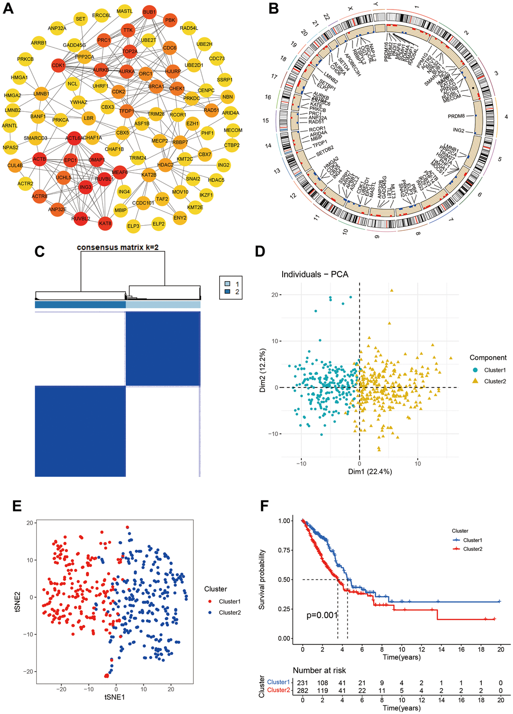 Molecular subtypes based on chromatin regulator. (A) Protein-protein interaction of chromatin regulators; (B) The position of CRs on the chromosome; (C) Consensus matrix indented two subtypes. (D, E) PCA and corrected PCA identified two components. (F) Kaplan-Merrie survival curves of cluster 1 and cluster 2.