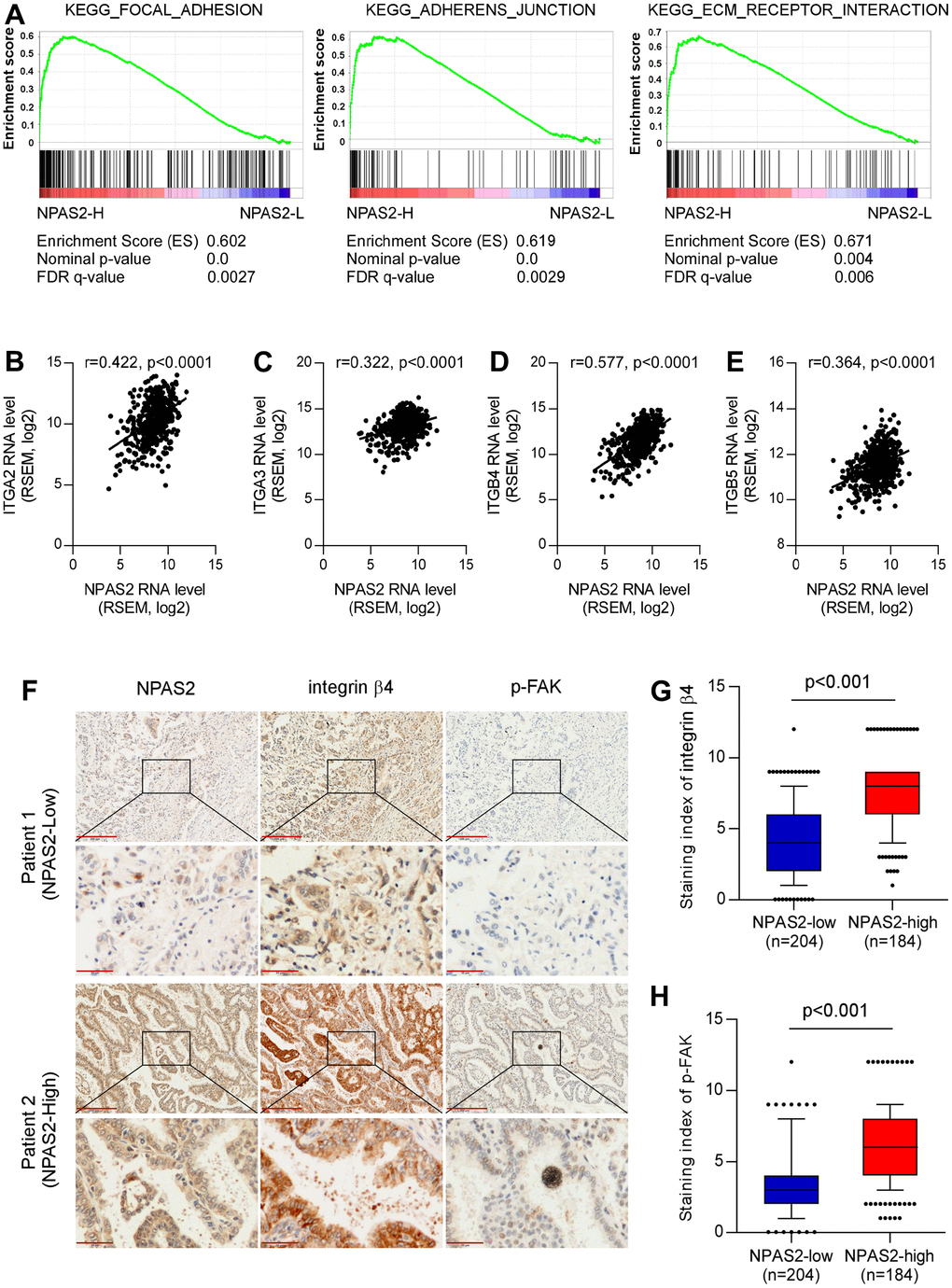 Potential mechanisms of NPAS2 in the progression of LUAD. (A) KEGG pathways enrichment of NPAS2. (B–E) Correlations of NPAS2 with ITGA2, ITGA3. ITGB4, and ITGB5; (F) Immunohistochemical showed the correlations of NPAS2 with integrin beta4 and p-FAK; (G) NPAS2-high group had elevated integrin beta 4 levels; (H) NPAS2-high group had elevated p-FAK levels.