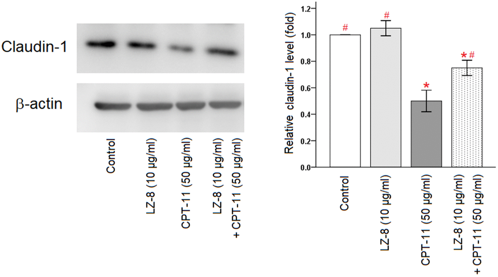 Improvement of claudin-1 protein expression by pretreatment of LZ-8 in IEC-6 cells following CPT-11 treatment, assessed by Western blotting. After normalization with β-actin, relative expression levels were shown with the mean value of untreated cells in the control group set at 1. LZ-8 treatment had no obvious influence on the expression levels of claudin-1 protein in IEC-6 cells, but CPT-11-treated IEC-6 cells expressed lower levels. LZ-8 pretreatment increased claudin-1 protein expression in IEC-6 cells following CPT-11 treatment. Data were presented as mean ± SD, and one-way ANOVA was used for statistical analysis. * indicates P P 