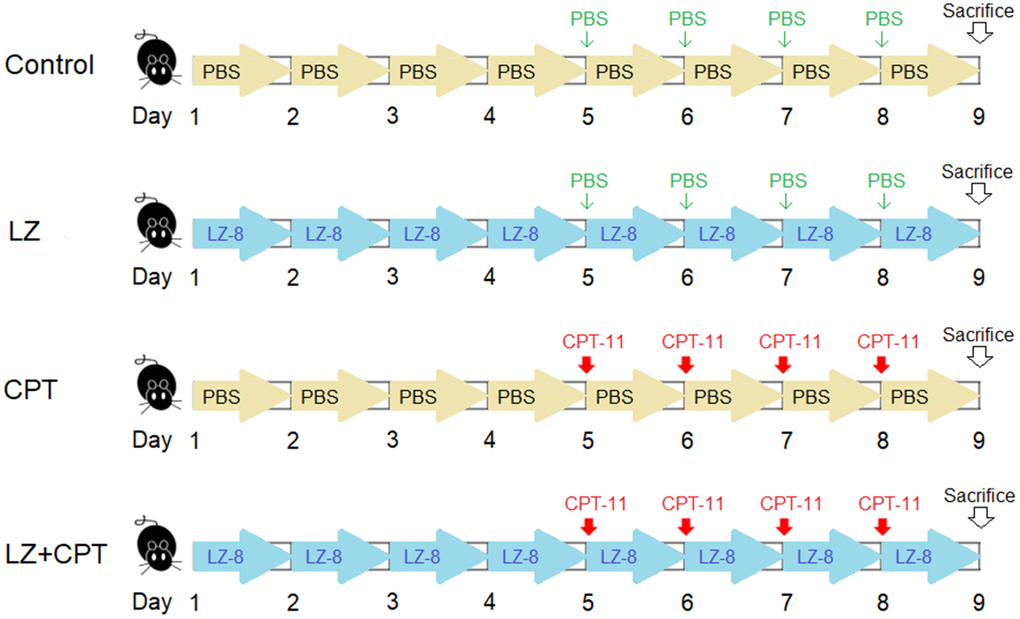 The dosing schedule of CPT-11 and LZ-8 in the animal study of CPT-11-induced intestinal injury. n = 5 mice/group.