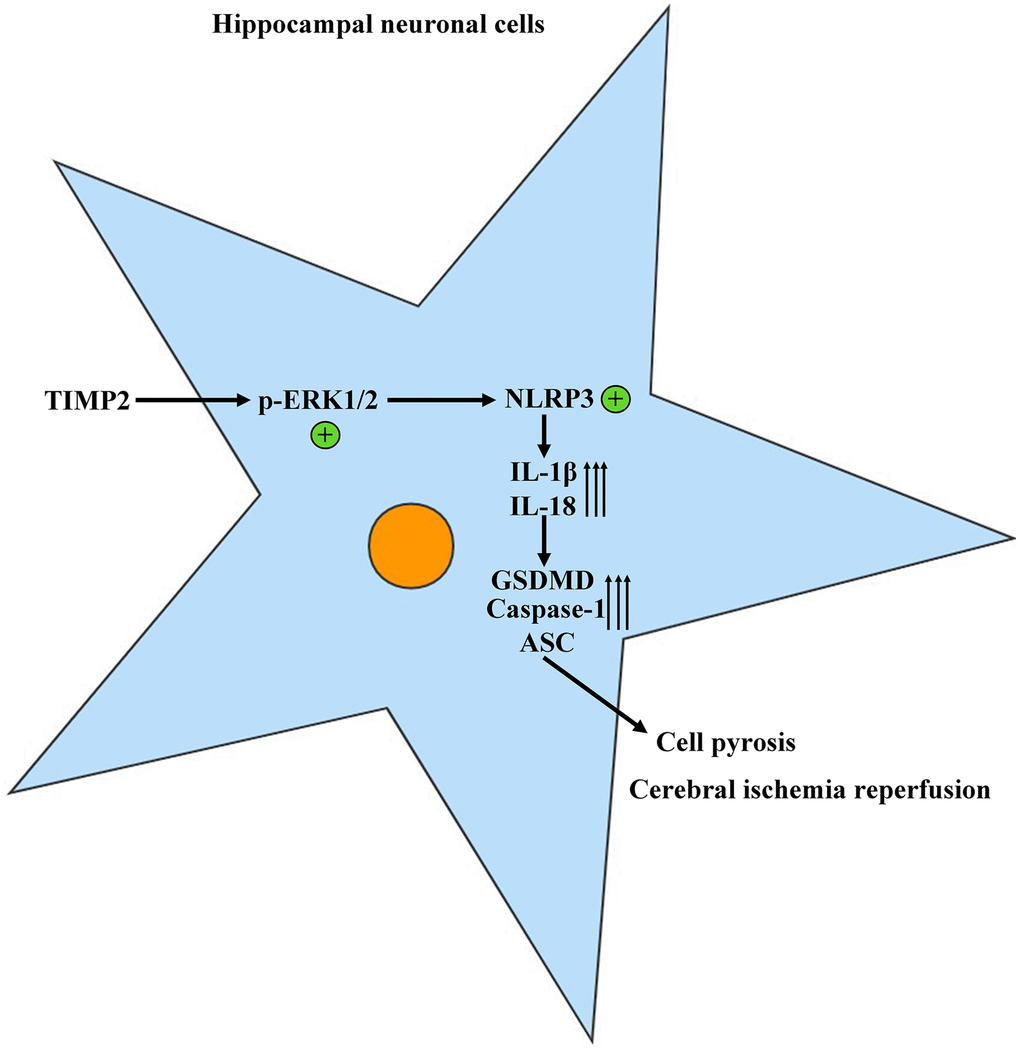 TIMP2 can promote the progression of CIRI by activating the NLRP3-mediated cell pyroptosis.