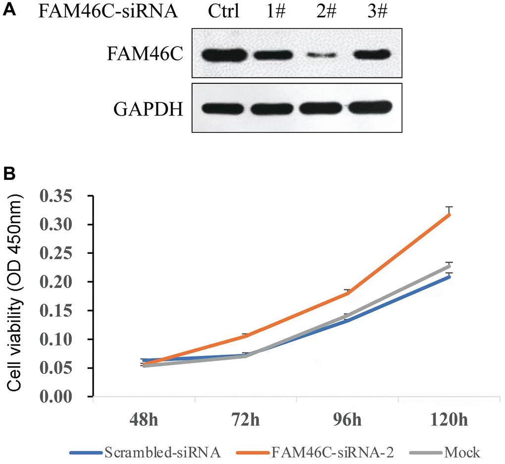 The capacity of cell proliferation was potentiated by the reduction of FAM46C expression in H929 cell. (A) The selection of FAM46C-siRNA by western-blot, Ctrl: control; 1#, 2#, and 3# represent the number of each FAM46C-siRNA. (B) The detection of cell proliferation capacity in H929 cells.