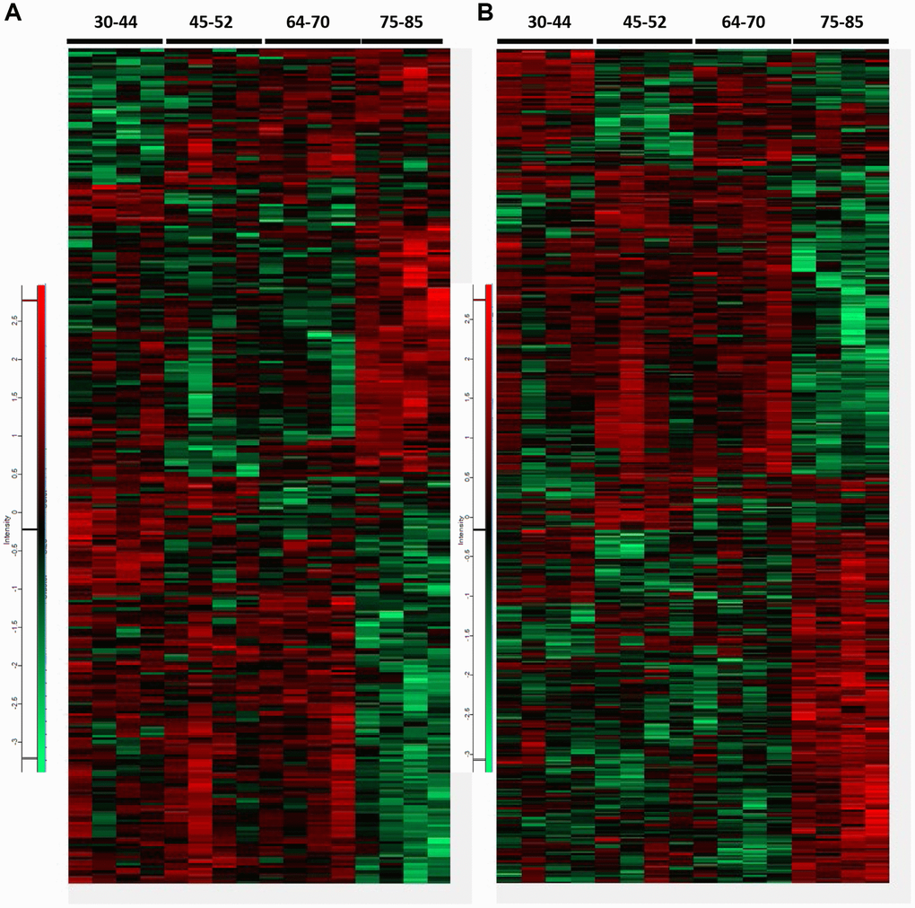 Heatmaps representing differential proteins and phosphopeptides at proteome (A) and phosphoproteome (B), respectively, across all age groups. A total of 308 differentially expressed proteins and 465 differential phosphopeptides were identified when comparing all groups (ANOVA significant, p p 