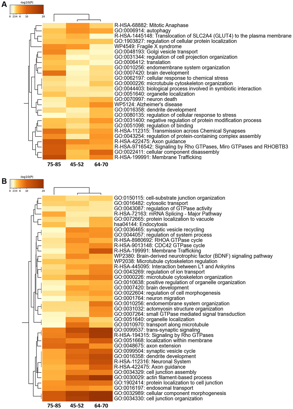 Enriched ontology clusters in the 30% FC differential proteomes (A) and phosphoproteomes (B) during aging using Metascape. After identification of all statistically enriched terms, cumulative hypergeometric p-values and enrichment factors were calculated and used for filtering. The remaining significant terms were then hierarchically clustered into a tree based on Kappa-statistical similarities among their gene memberships. Then, a 0.3 kappa score was applied as the threshold to cast the tree into term clusters. The term with the best p-value within each cluster was selected as its representative term and displayed in a dendrogram.