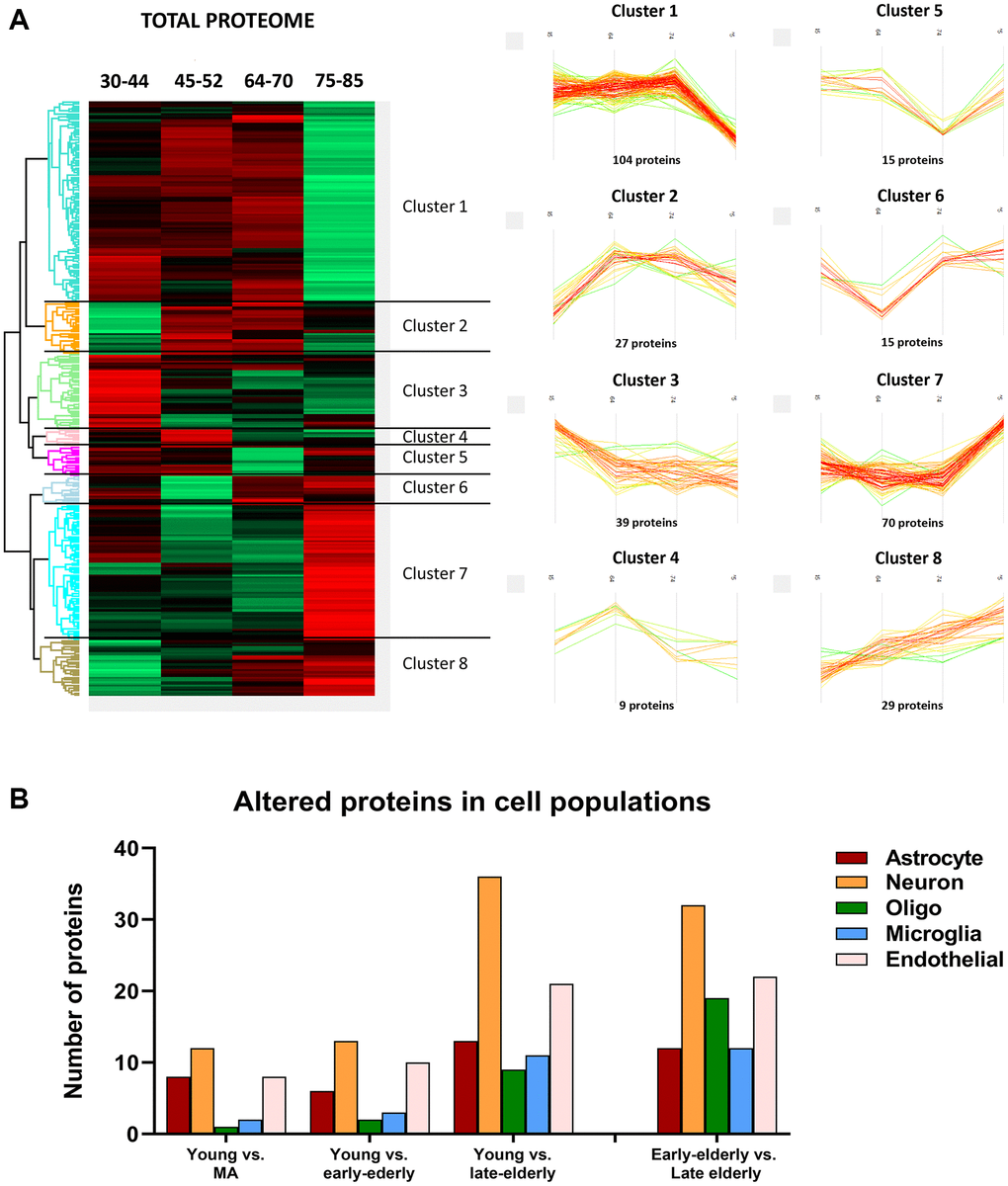 (A) Differentially expressed proteins across age. (Left) Heatmap representing the differential expressed proteins across the four age groups: group 1 (young): 30–44y; group 2 (middle-aged: MA): 45–52y; group 3 (early-elderly): 64–70y; and group 4 (late-elderly): 75–85y. Each line corresponds to a protein, in which the Z-score is represented as a numerical measurement that describes the relationship between averaged protein intensity values in a specific condition and the mean intensity for each protein across all experimental conditions. The Z-score (considered a measurement in terms of standard deviations from the mean) may be positive (scoring above the mean; represented in red) or negative (scoring below the mean; represented in green). (Right) Profile-plots representing protein clusters with similar expression trajectories across age. The most representative clusters show protein groups specifically down-regulated (Cluster 1) or up-regulated (Cluster 7) in the late-elderly group. (B) The graphical representation illustrates the cellular type assignment of proteins based on available RNA-seq databases. The major changes are observed in proteins associated with neurons.