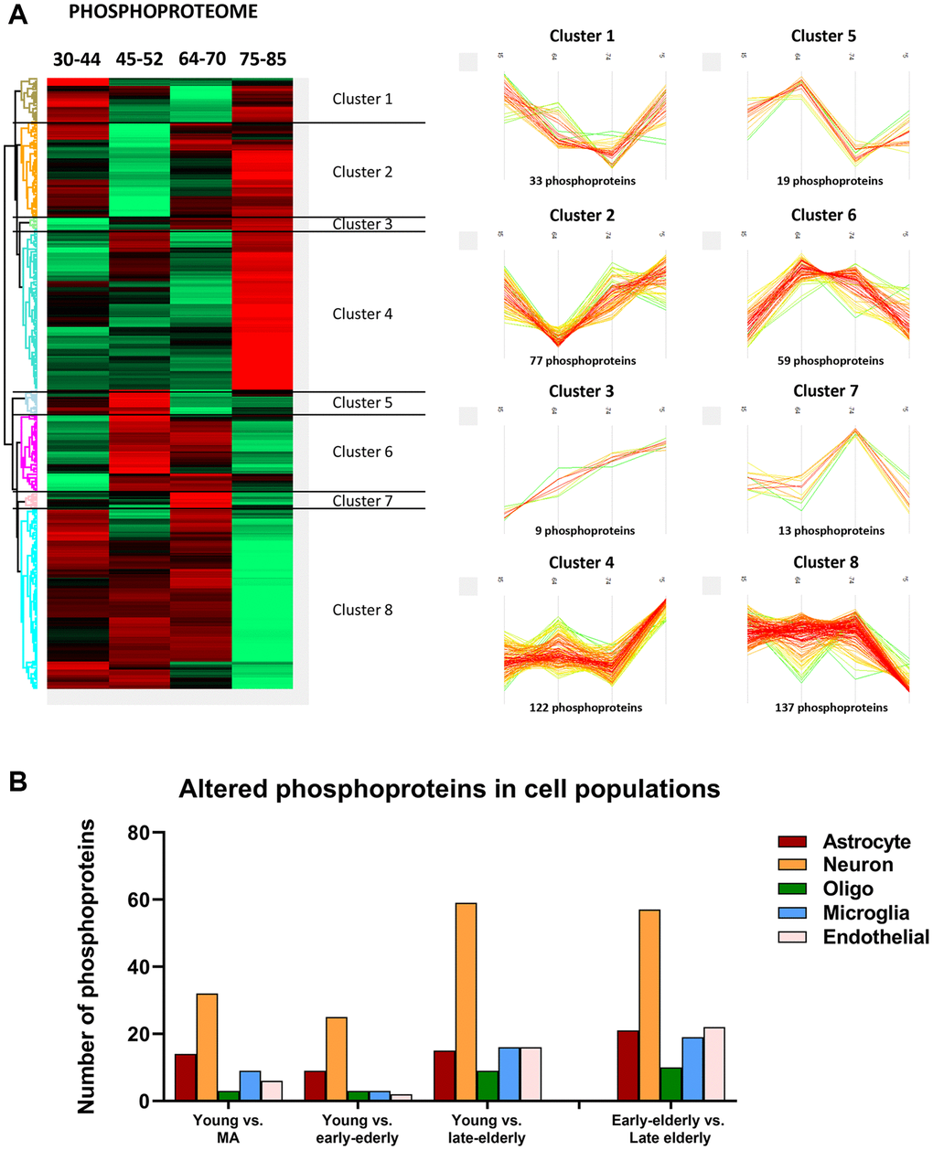 (A) Monitoring of differentially expressed phosphoproteins across age. (Left) Heatmap representing the differential expressed phosphorylated proteins across the four age groups: group 1 (young): 30–44y; group 2 (middle-aged: MA): 45–52y; group 3 (early-elderly): 64–70y; and group 4 (late-elderly): 75–85y. As indicated in Figure 2, each line corresponds to a phosphoprotein in which the Z-score (a measurement in terms of standard deviations from the mean) is evaluated. Positive and negative Z-scoring is represented in red and green respectively. (Right) Profile-plots representing phosphoprotein clusters with similar expression trajectories across age. Cluster 4 and cluster 8 indicate protein subsets that are specifically modulated in the late-elderly group. (B) The graphical representation illustrates the cellular type assignment of phosphoproteins based on available RNA-seq databases. The major changes are observed in proteins associated with neurons.