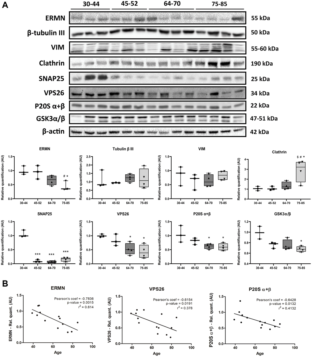 (A) Gel electrophoresis and western blotting to ermin (ERMN), β-tubulin III, vimentin (VIM), clathrin (heavy chain), SNAP25, VPS26, P20S α + β, and GSK3α/β in the FC area 8 across age; group 1 (young): 30–44y, group 2 (middle-aged: MA): 45–52y; group 3 (early-elderly): 64–70y; and group 4 (late-elderly): 75–85y. Significantly decreased expression levels of ERMN are found in group 4 compared with group 1 and group 2 (p p p p p p B) Decreased levels of ERMN, VPS26 and P20S α + β significantly correlate with age. Pearson’s correlation significance level set at p 