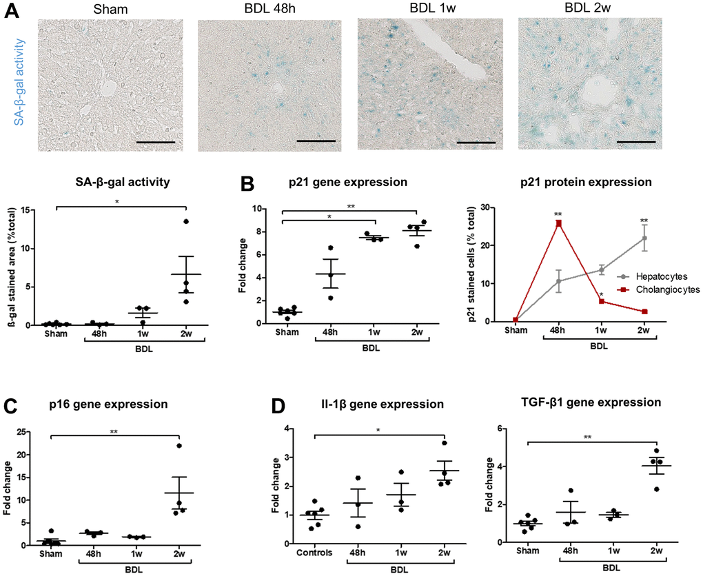Senescence progressively develops in BDL rats and appears in cholangiocytes before hepatocytes. (A) SA-β-gal activity increases after the surgery. (B) p21 gene expression progressively increase in BDL livers as compared to controls. Senescence (p21-positive cell percentage) is maximal in cholangiocytes 48 hours post-BDL, while hepatocytes senescence increases progressively to become significant only two weeks after the surgery. The percentages of p21-positive cells at different timepoints are compared to the correspondent cellular type of control rats. (C) p16 gene expression increases in diseased rats two weeks post-surgery. (D) Gene expression of SASP markers Il-1β and TGF-β1 increase in BDL livers as compared to controls. BDL: bile duct ligation; SA-β-gal: senescence-associated β-galactosidase; SASP: senescence-associated secretory phenotype; 48h – 1w – 2w : rats sacrificed 48 hours (n=3) – 1 week (n=3) – 2 weeks (n=4) after BDL surgery. Data is presented as mean ± SEM; *p≤0.05; **p
