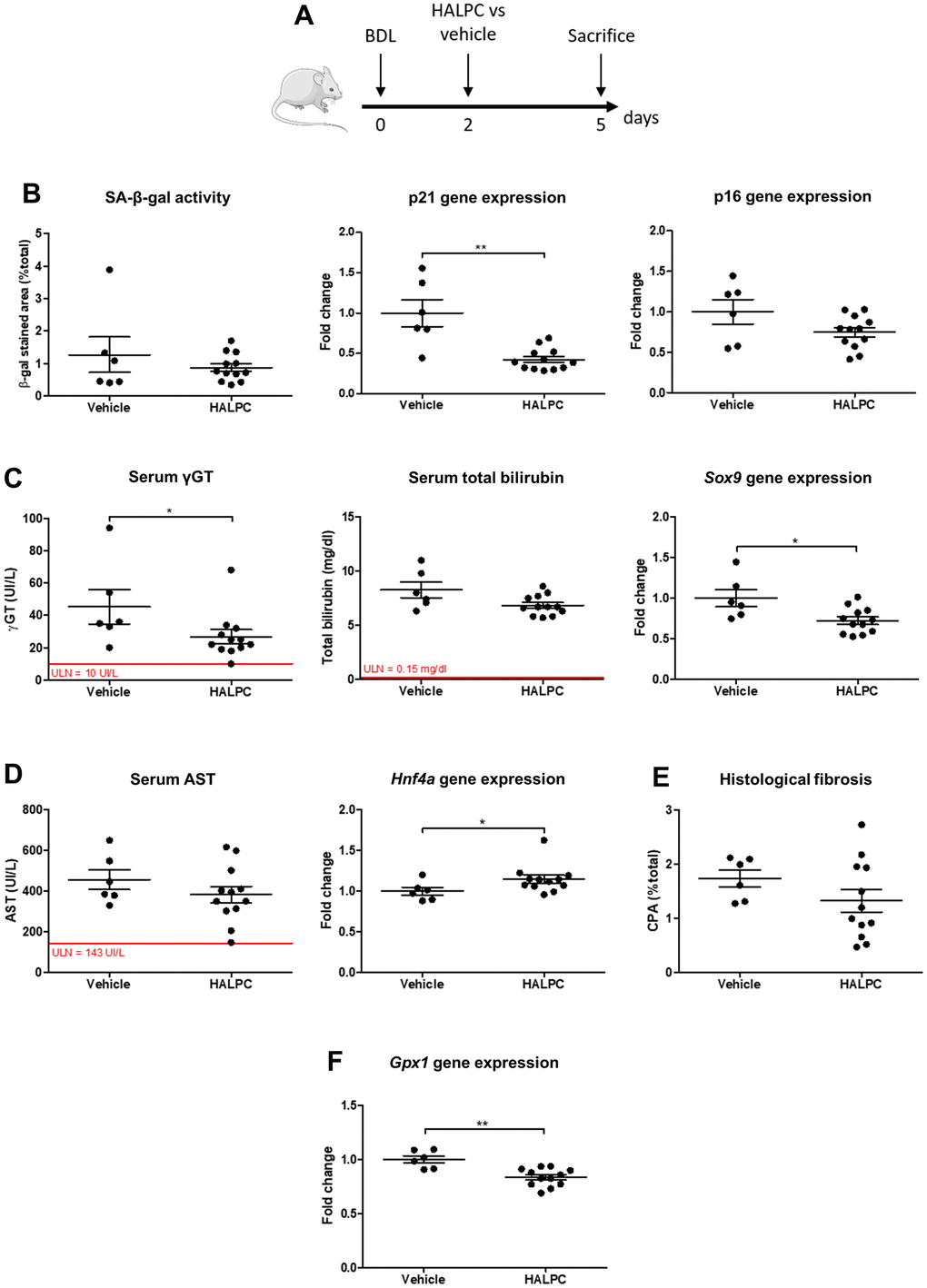 HALPC administration in BDL rats. (A) Operated rats received HALPC (n=12) through peripheral vein injection 48 hours after BDL and were compared to vehicle-treated controls (n=6). (B) HALPC decreased the early marker of senescence p21 gene expression, but no significant effect was observed on later markers (SA-β-gal activity and p16 gene expression). (C) HALPC decreased cholangiocytes injury (serum γGT) and biliary proliferation (Sox9), but had no significant effect on biochemical cholestasis (serum total bilirubin). (D, E) HALPC slightly reduced the hepatocytes mass loss (Hnf4a) while having no significant effect on serum AST nor on liver histological fibrosis. (F) HALPC reduced Gpx1 expression. BDL: bile duct ligation; HALPC: human allogenic liver-derived progenitor cells; SA-β-gal: senescence-associated β-galactosidase; ULN: upper limit of normal. Data is presented as mean ± SEM; *p≤0.05; **p